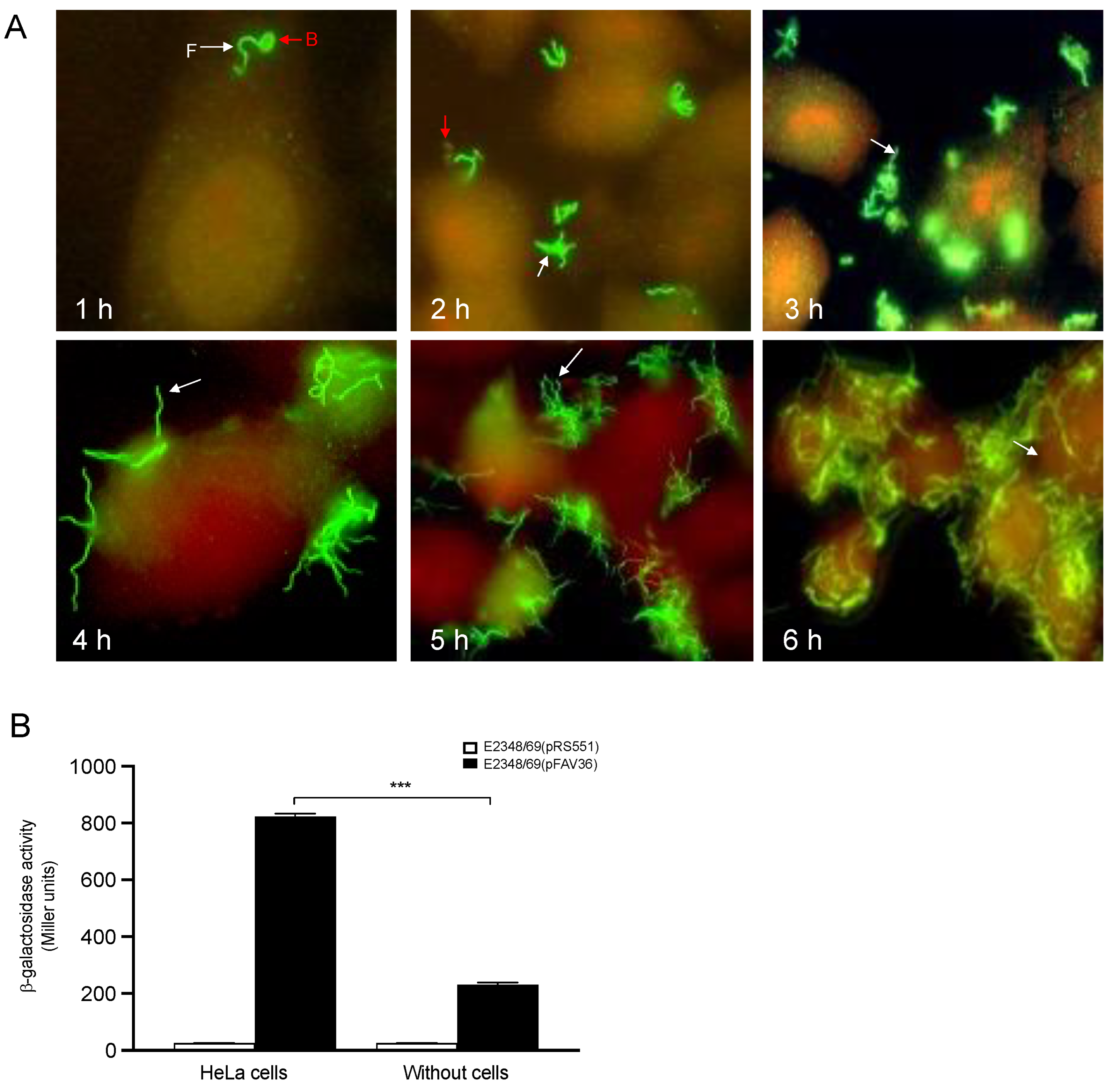 Microorganisms 10 00792 g007 550