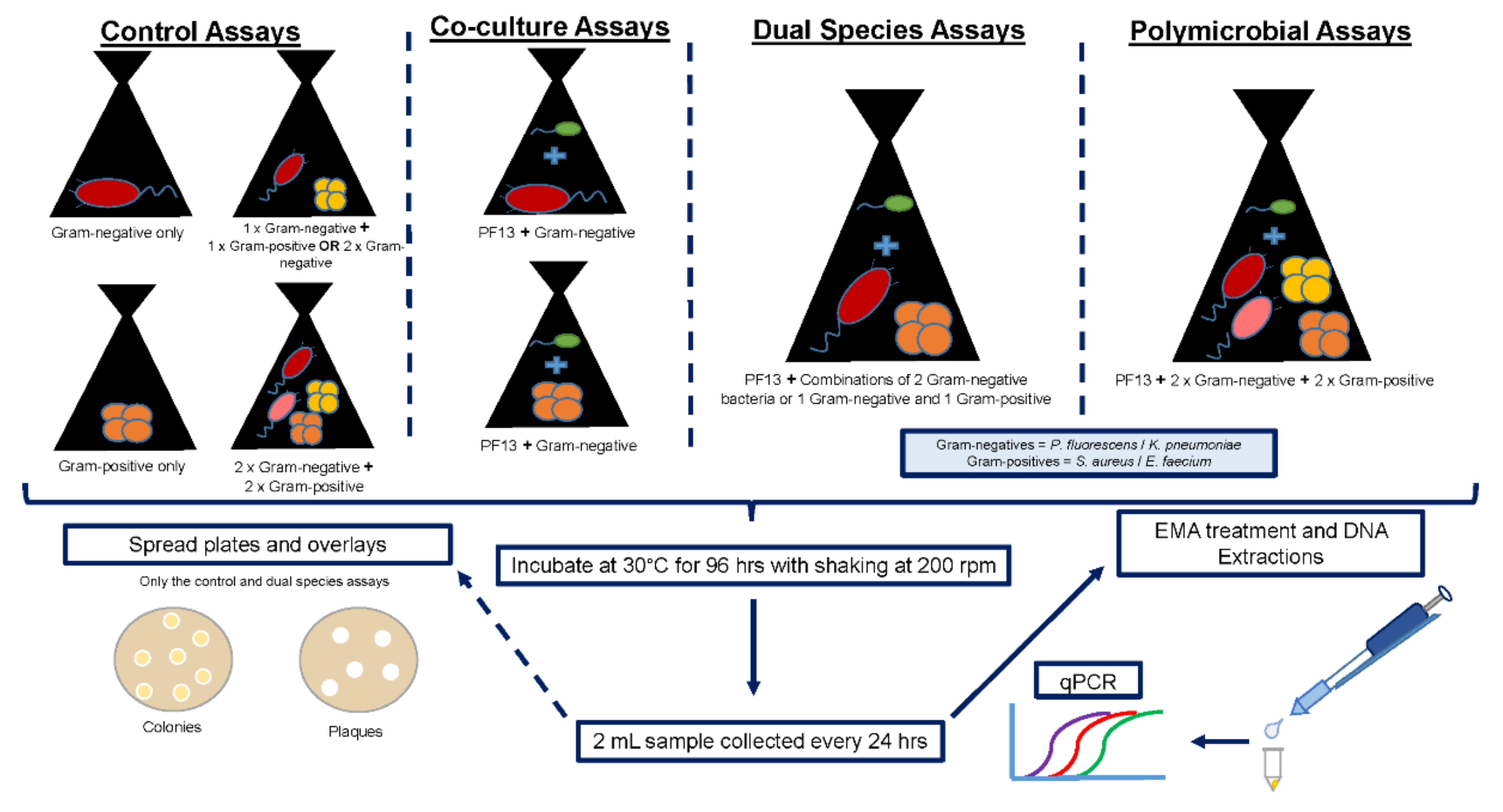 Microorganisms 10 00793 g001