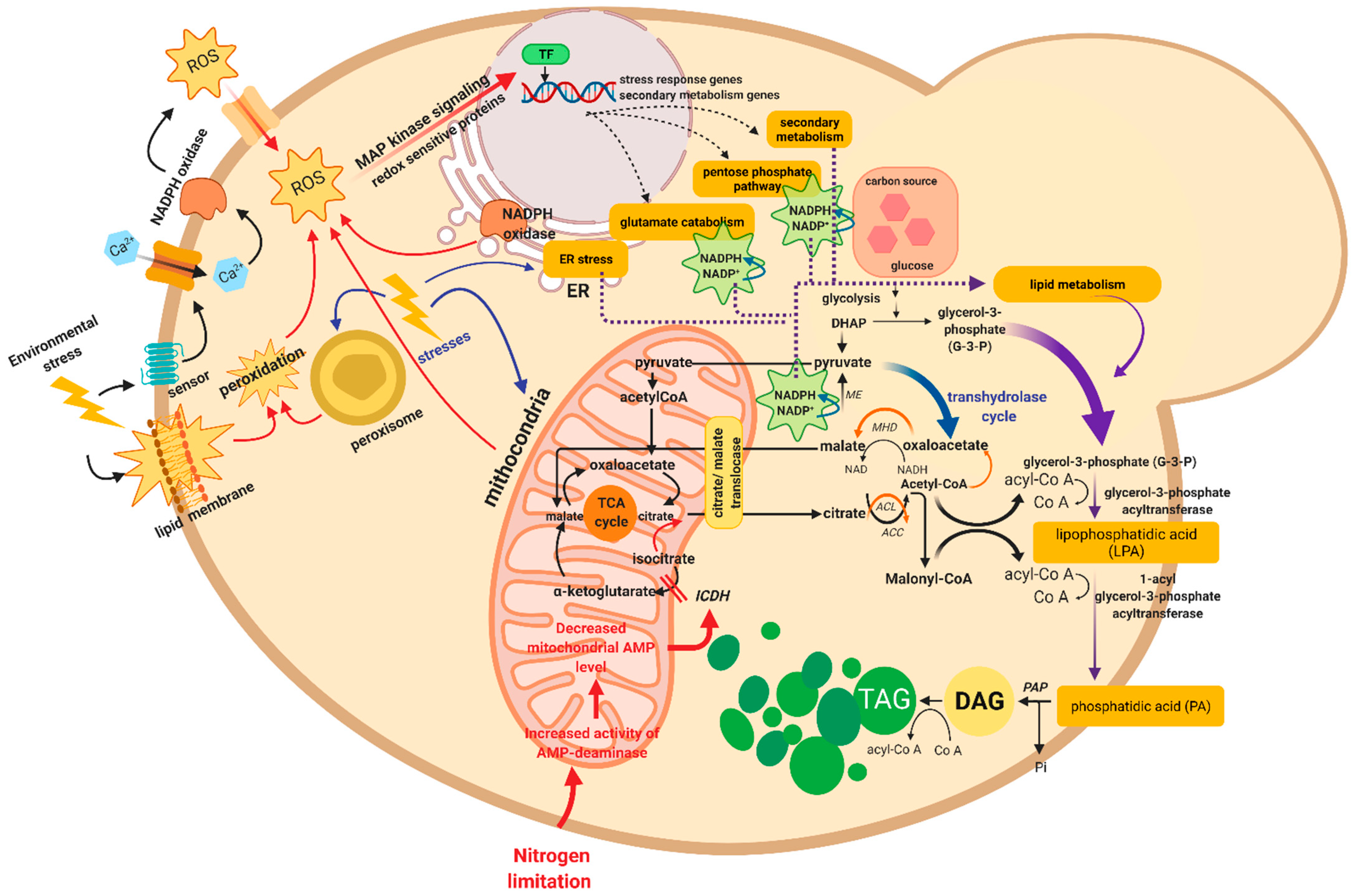 Microorganisms | Free Full-Text | Yeasts Inhabiting Extreme 