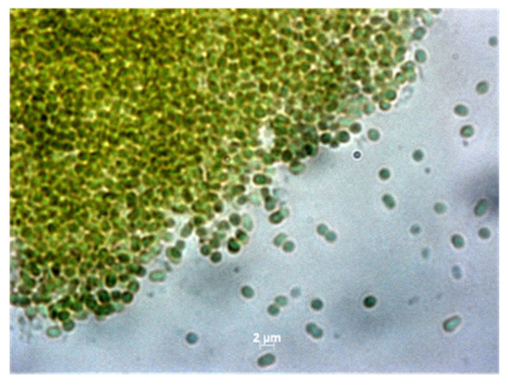 Microorganisms 10 00819 g003