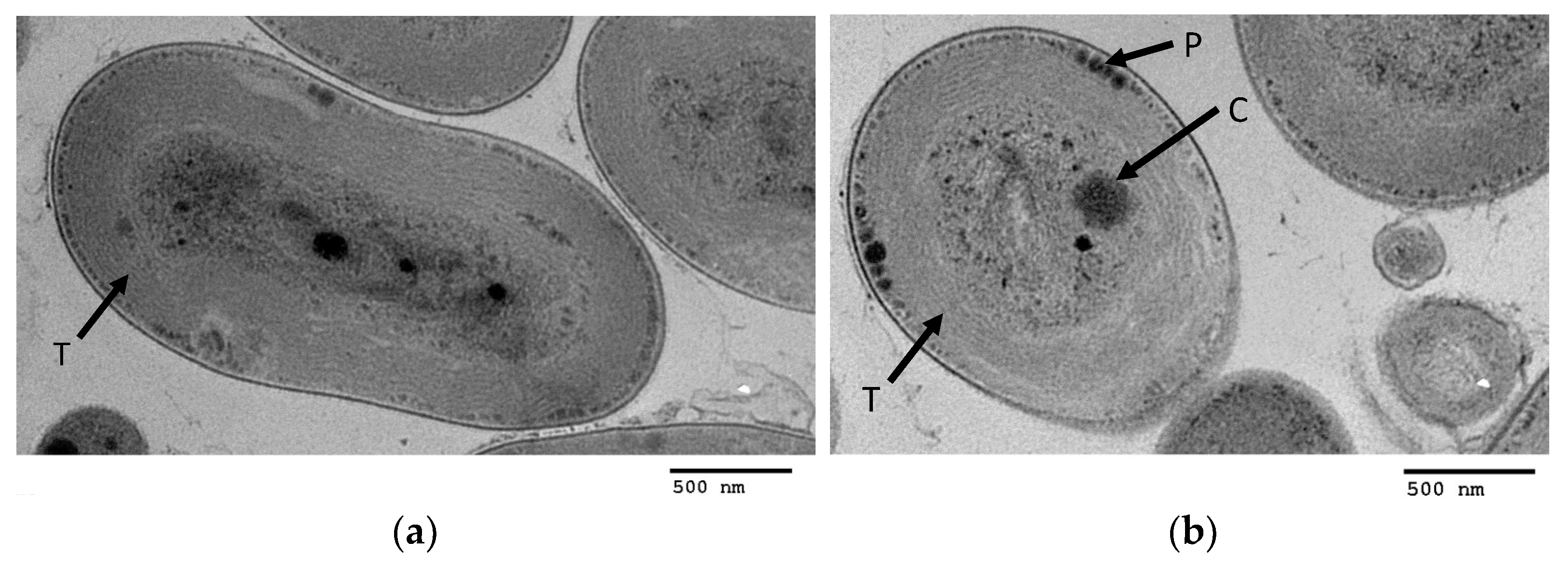 Microorganisms 10 00819 g008