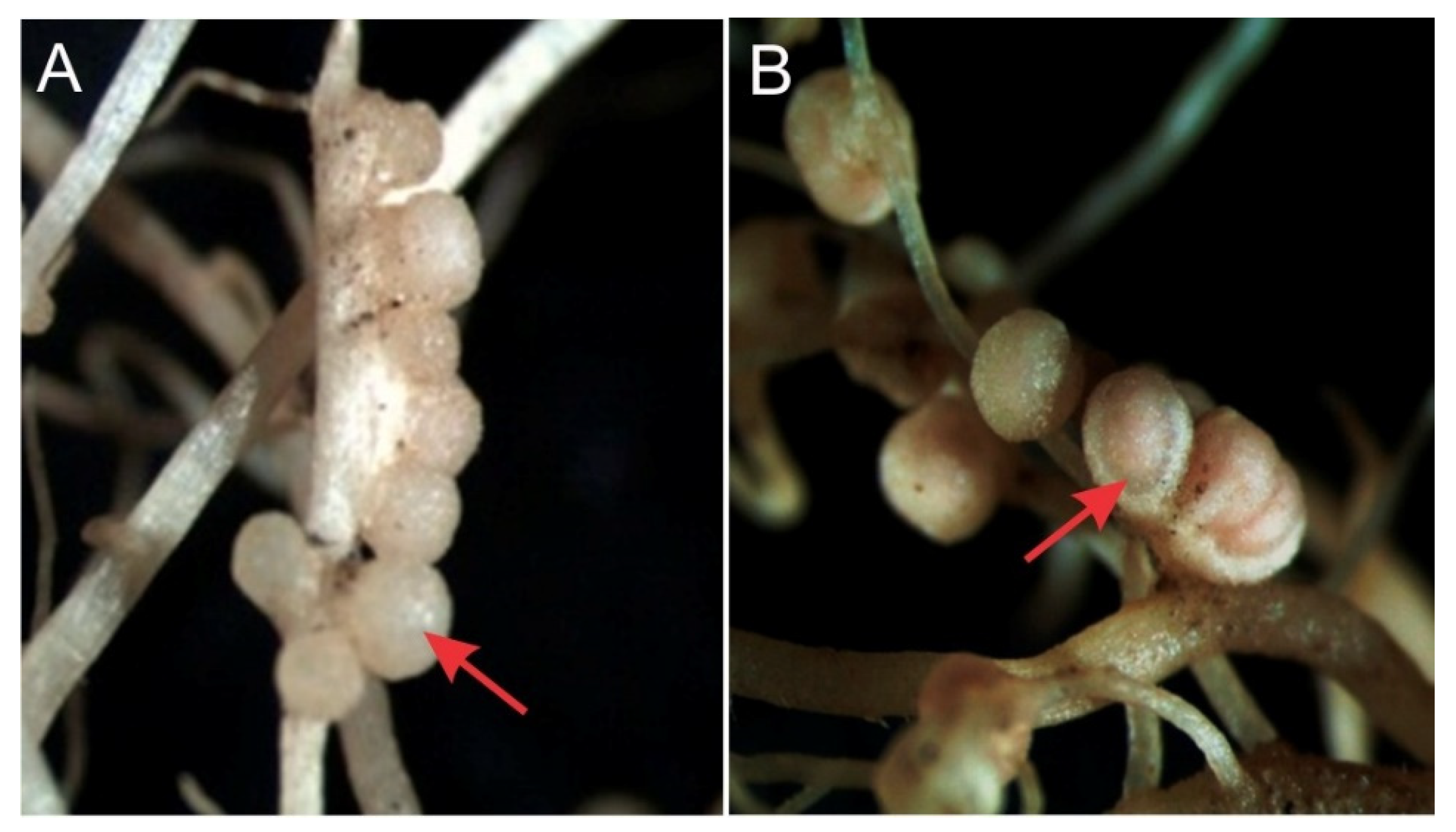 Microorganisms 10 00823 g001 Microorganisms 10 00823 g001