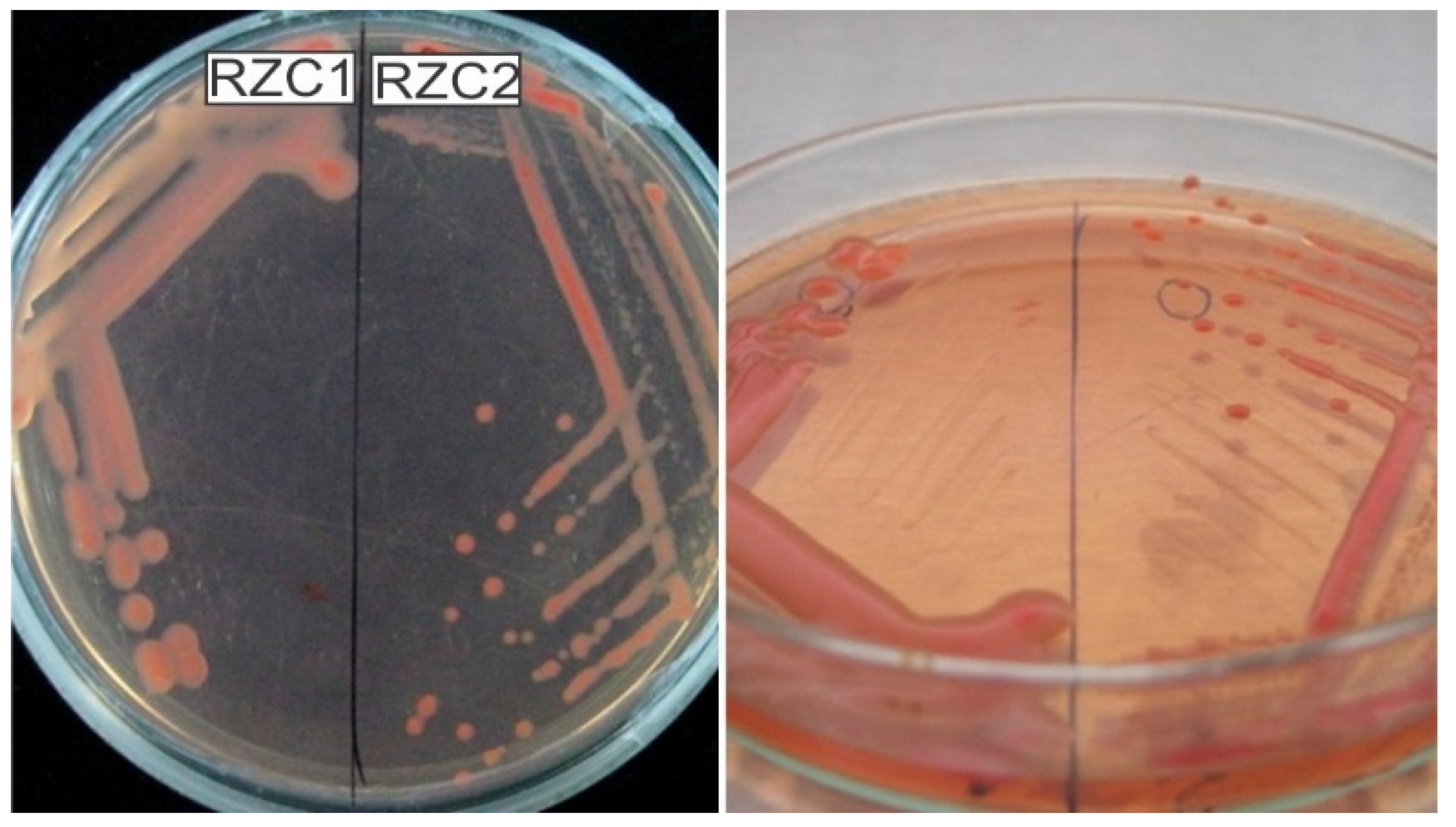 Microorganisms 10 00823 g002 Microorganisms 10 00823 g002