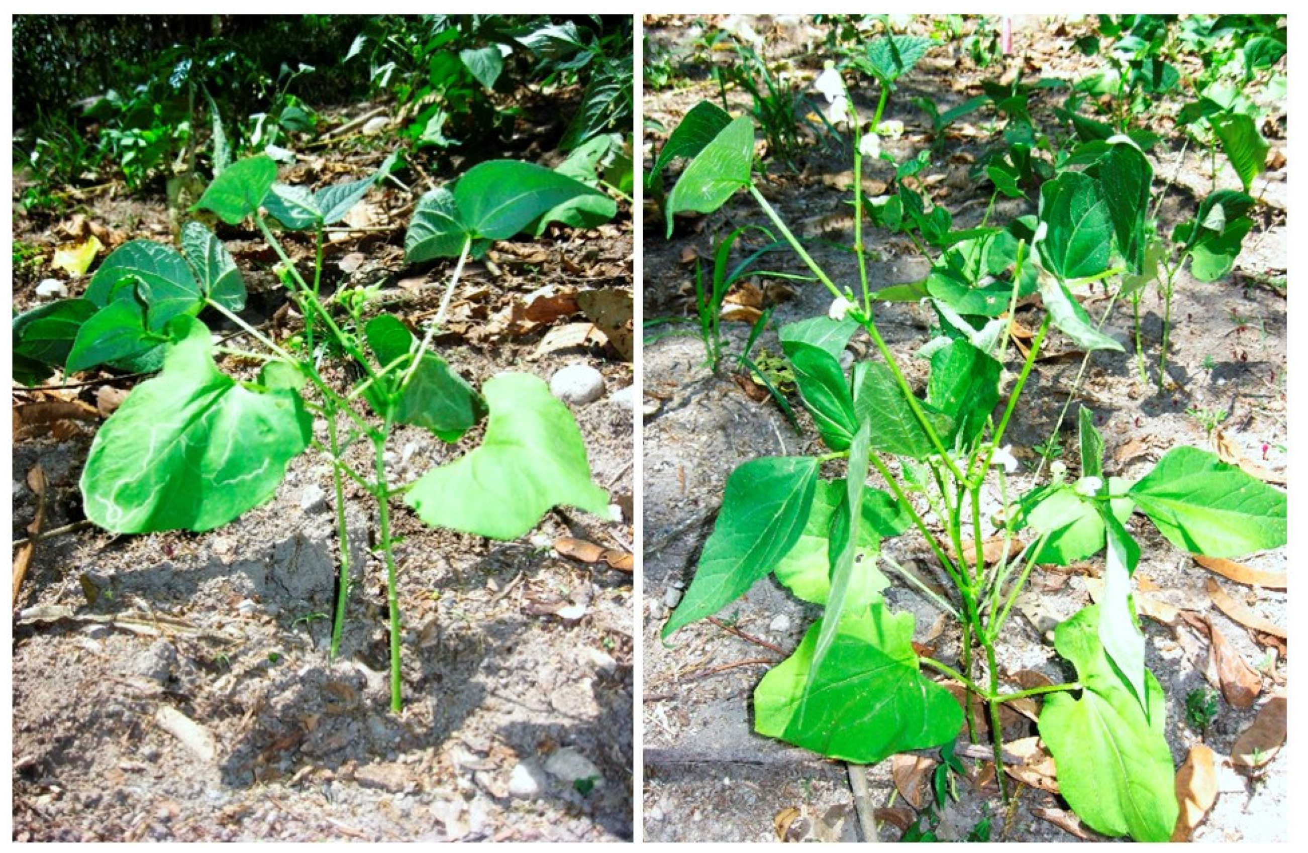 Microorganisms 10 00823 g004 Microorganisms 10 00823 g004