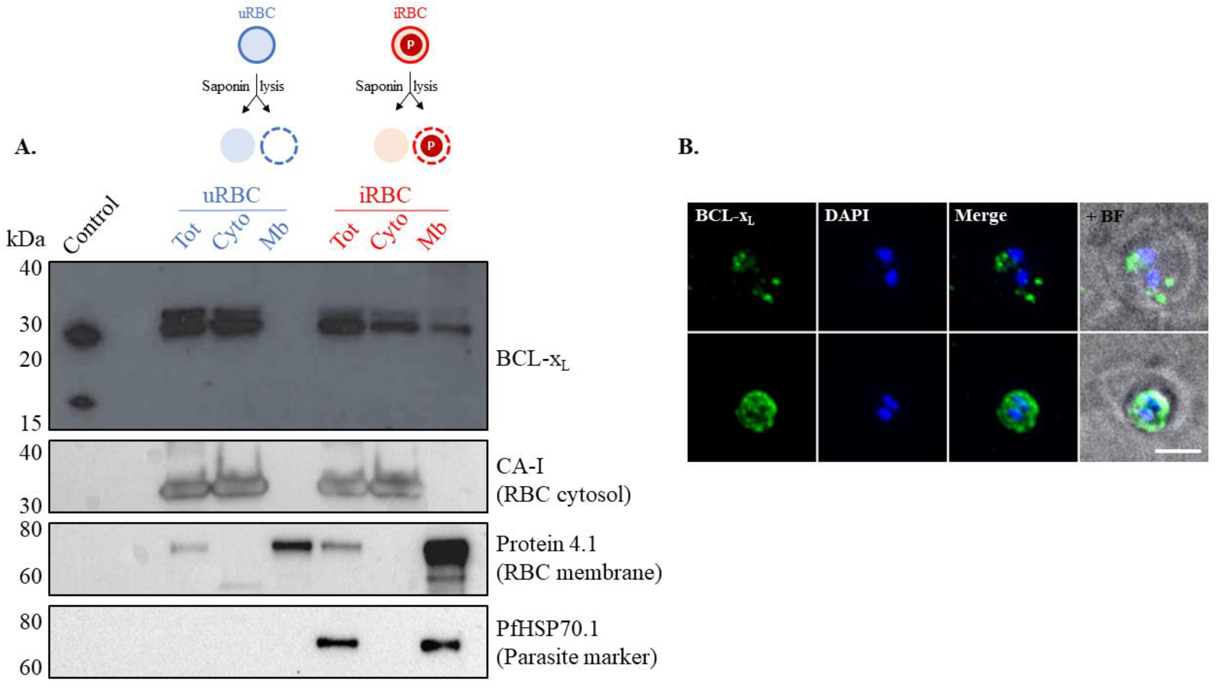 Microorganisms 10 00824 g003 Microorganisms 10 00824 g003