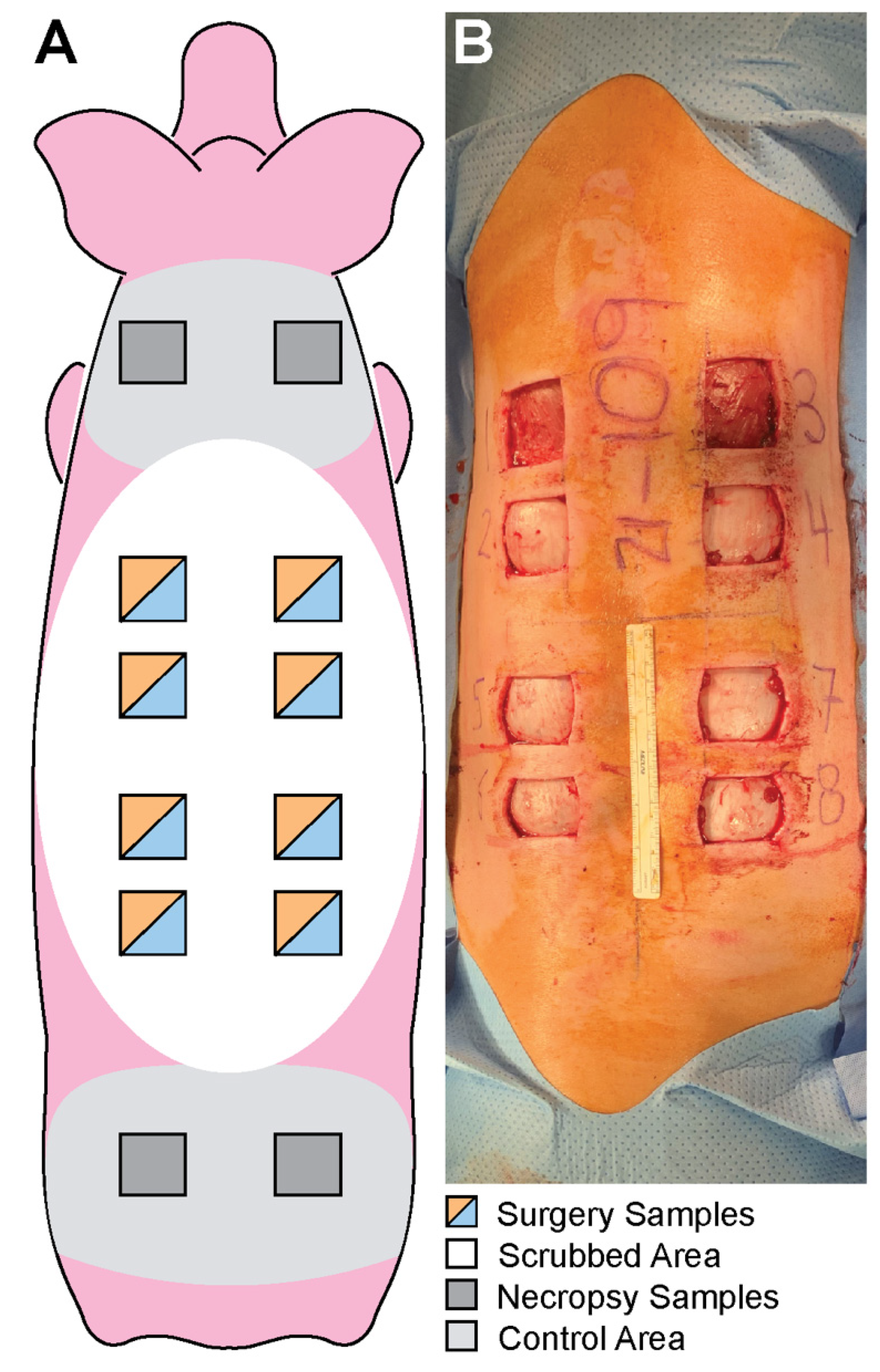 Microorganisms 10 00837 g002 Microorganisms 10 00837 g002
