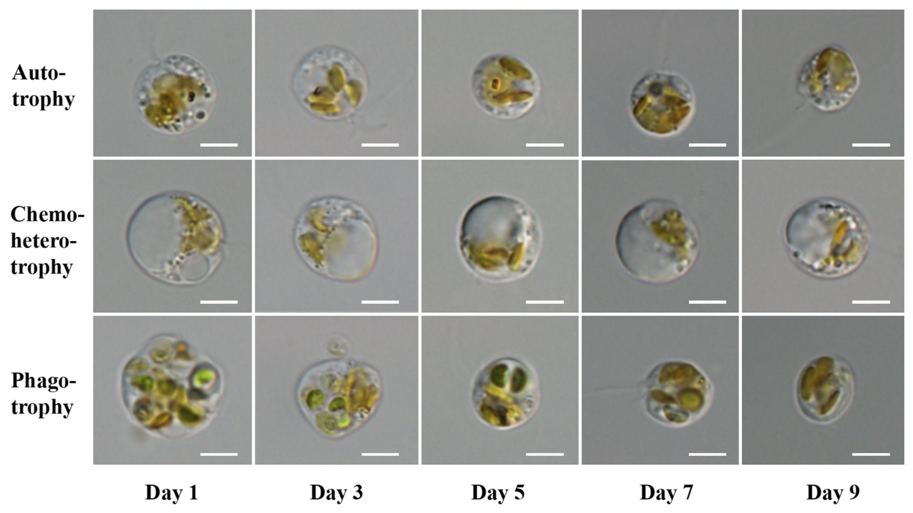 Microorganisms 10 00852 g003