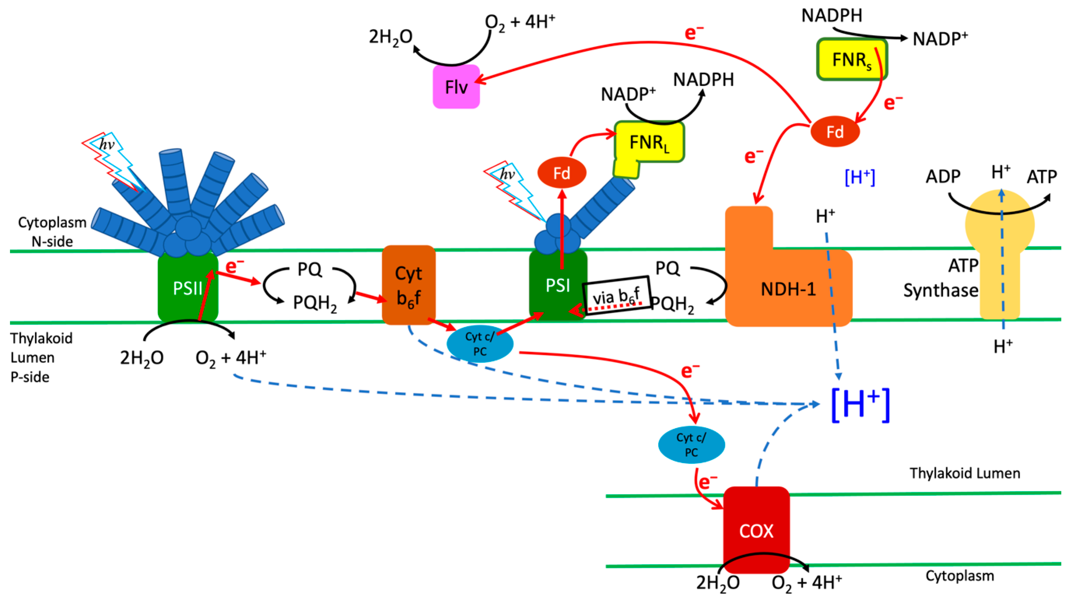 Microorganisms 10 00855 g007