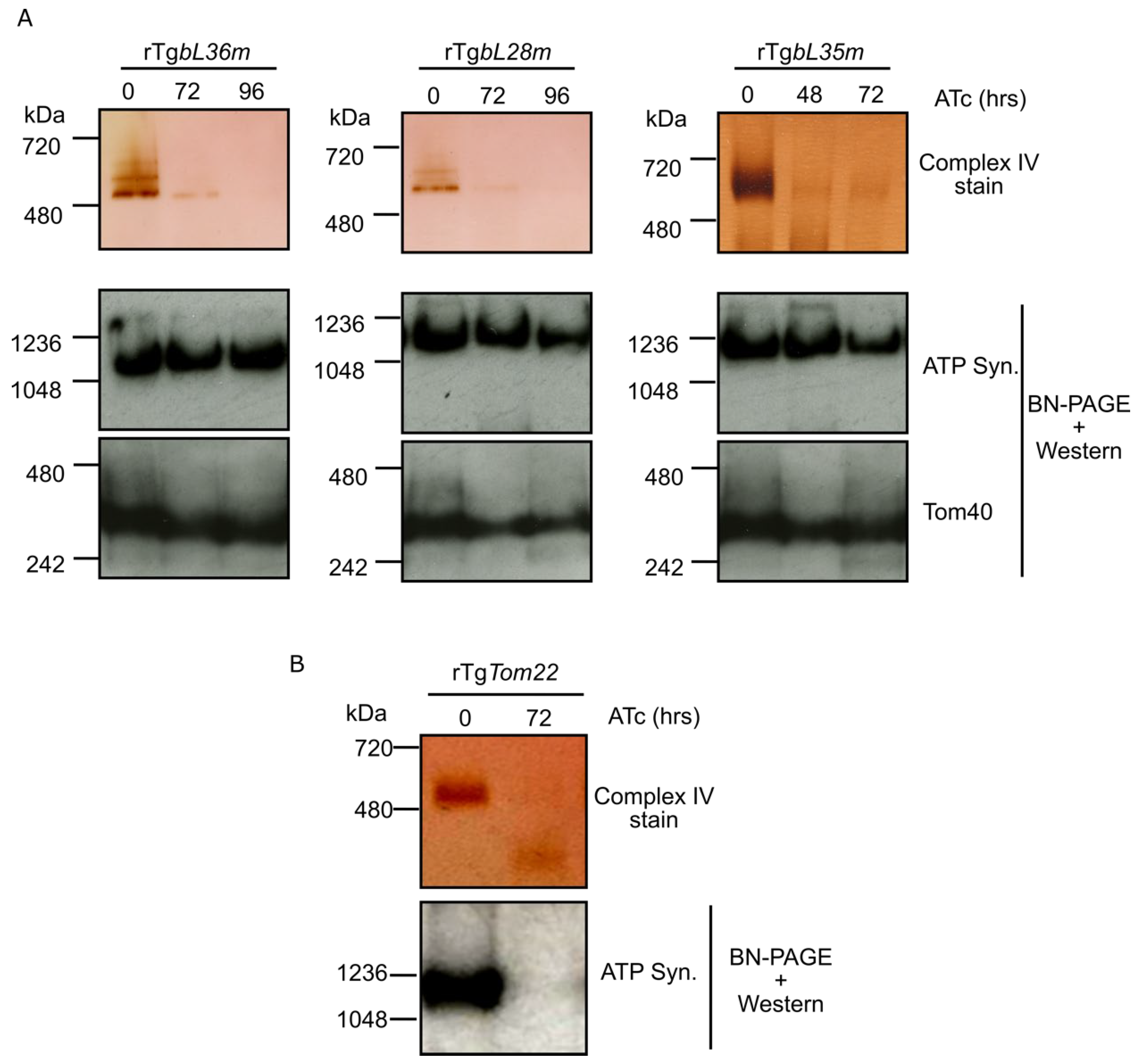 Microorganisms 10 00863 g003 550