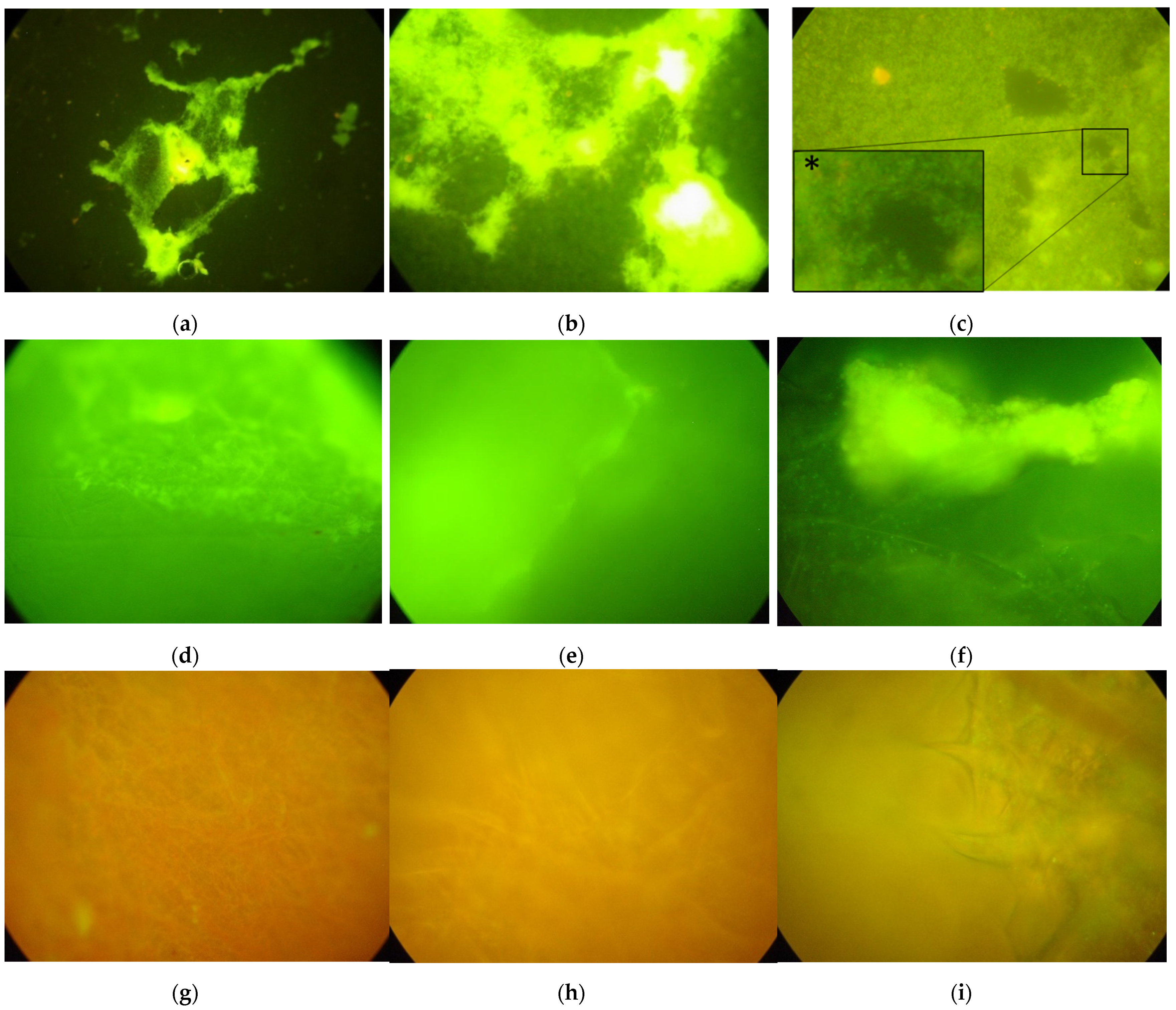 Microorganisms 10 00870 g004 Microorganisms 10 00870 g004
