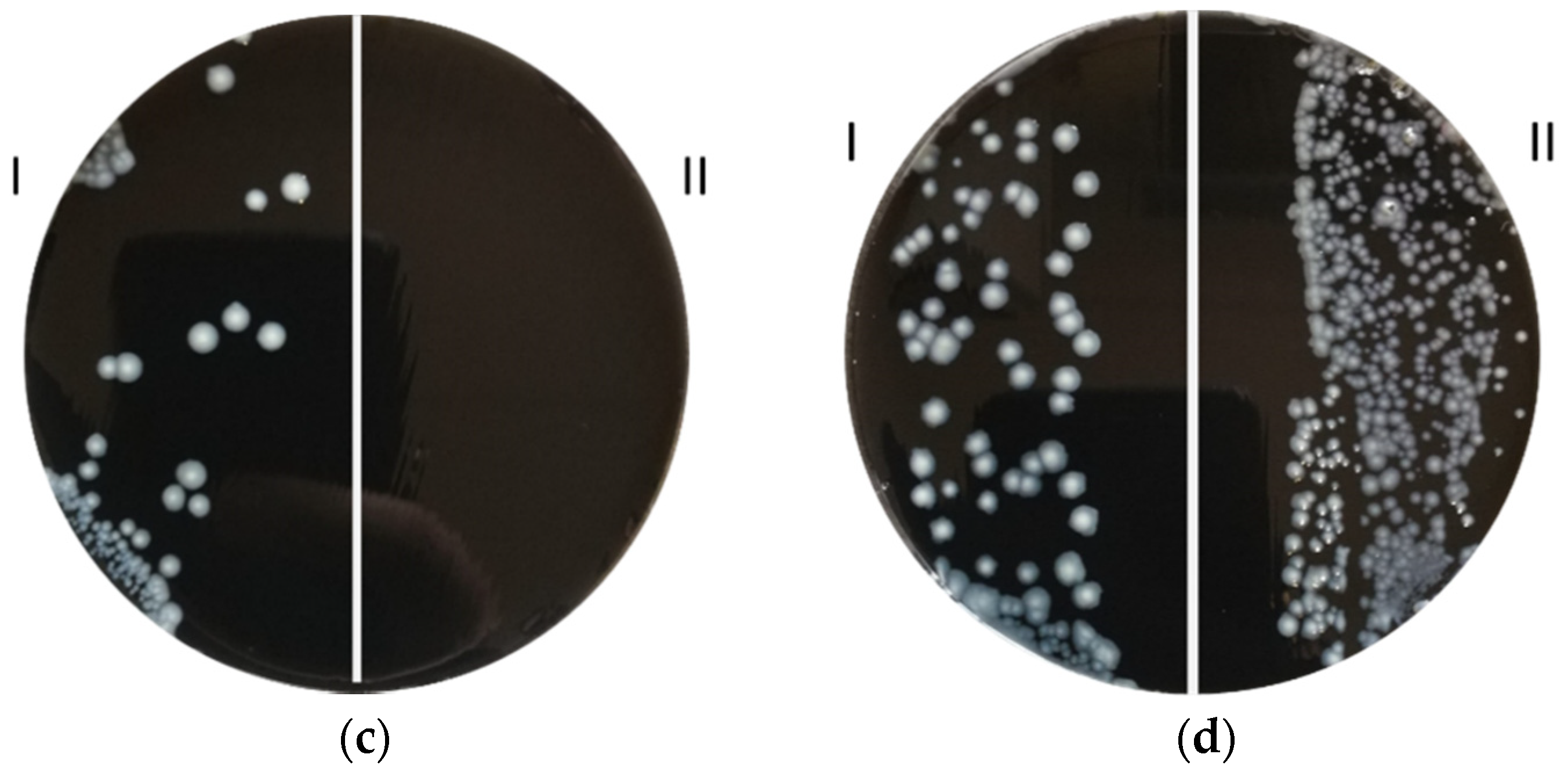 Microorganisms 10 00870 g005b Microorganisms 10 00870 g005b