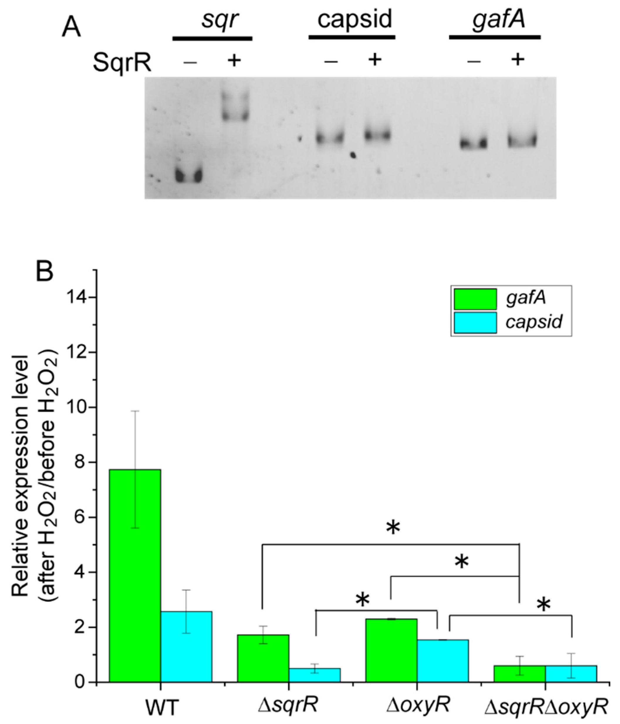 Microorganisms 10 00908 g003 Microorganisms 10 00908 g003