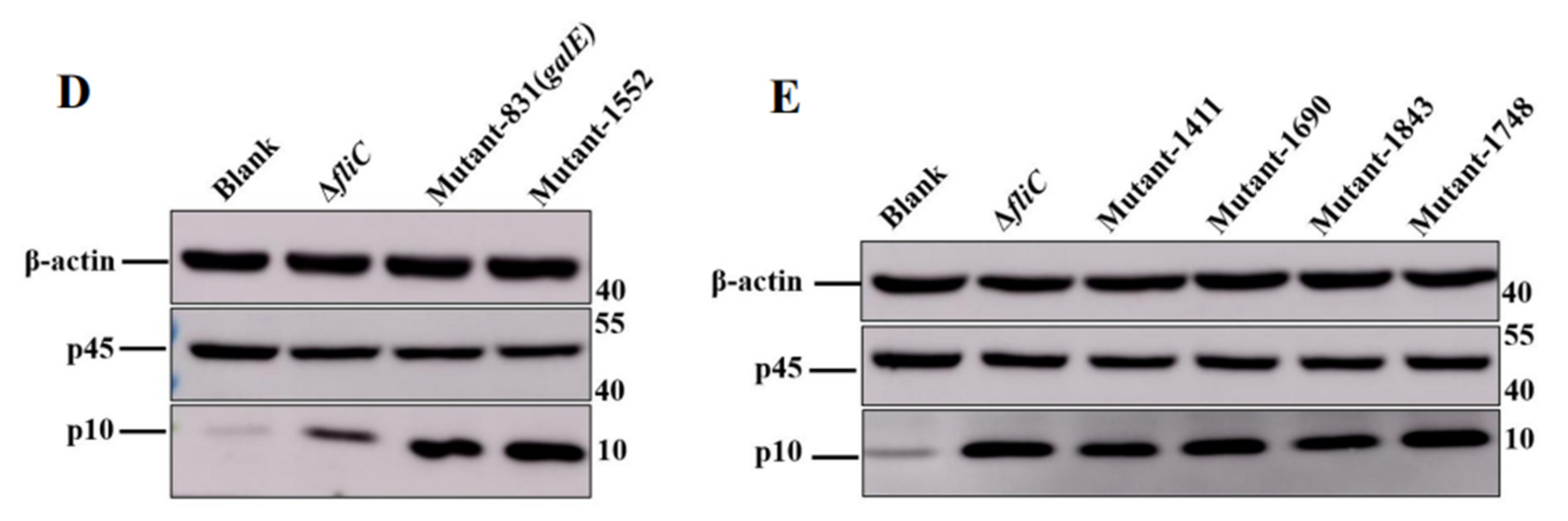 Microorganisms 10 00911 g001b