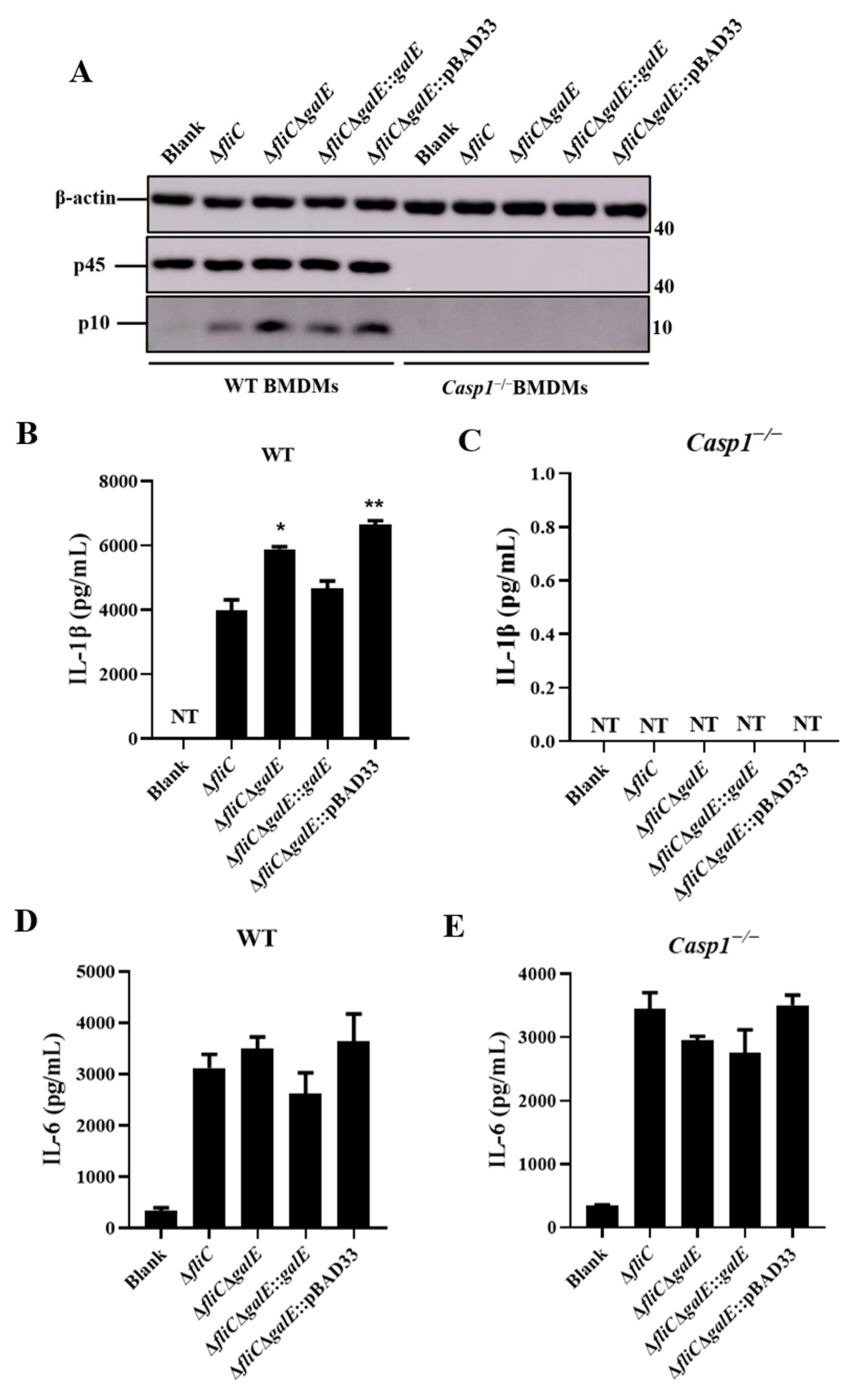 Microorganisms 10 00911 g003
