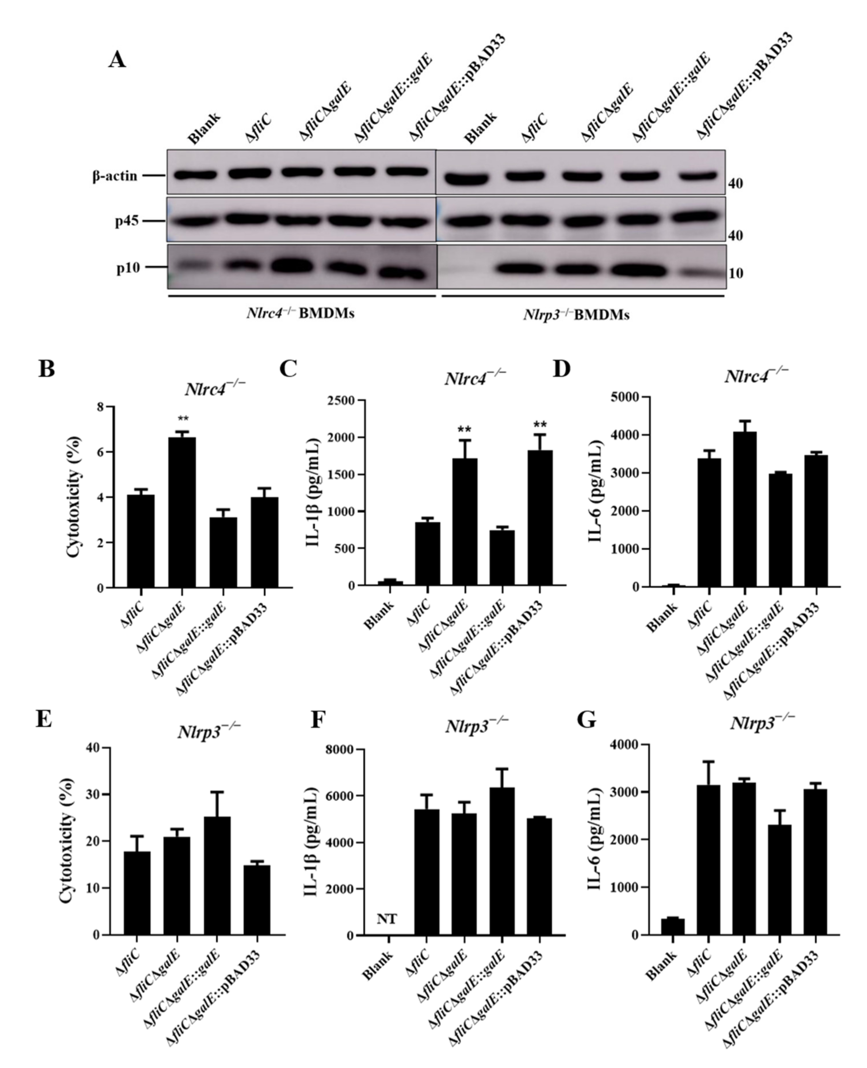 Microorganisms 10 00911 g004