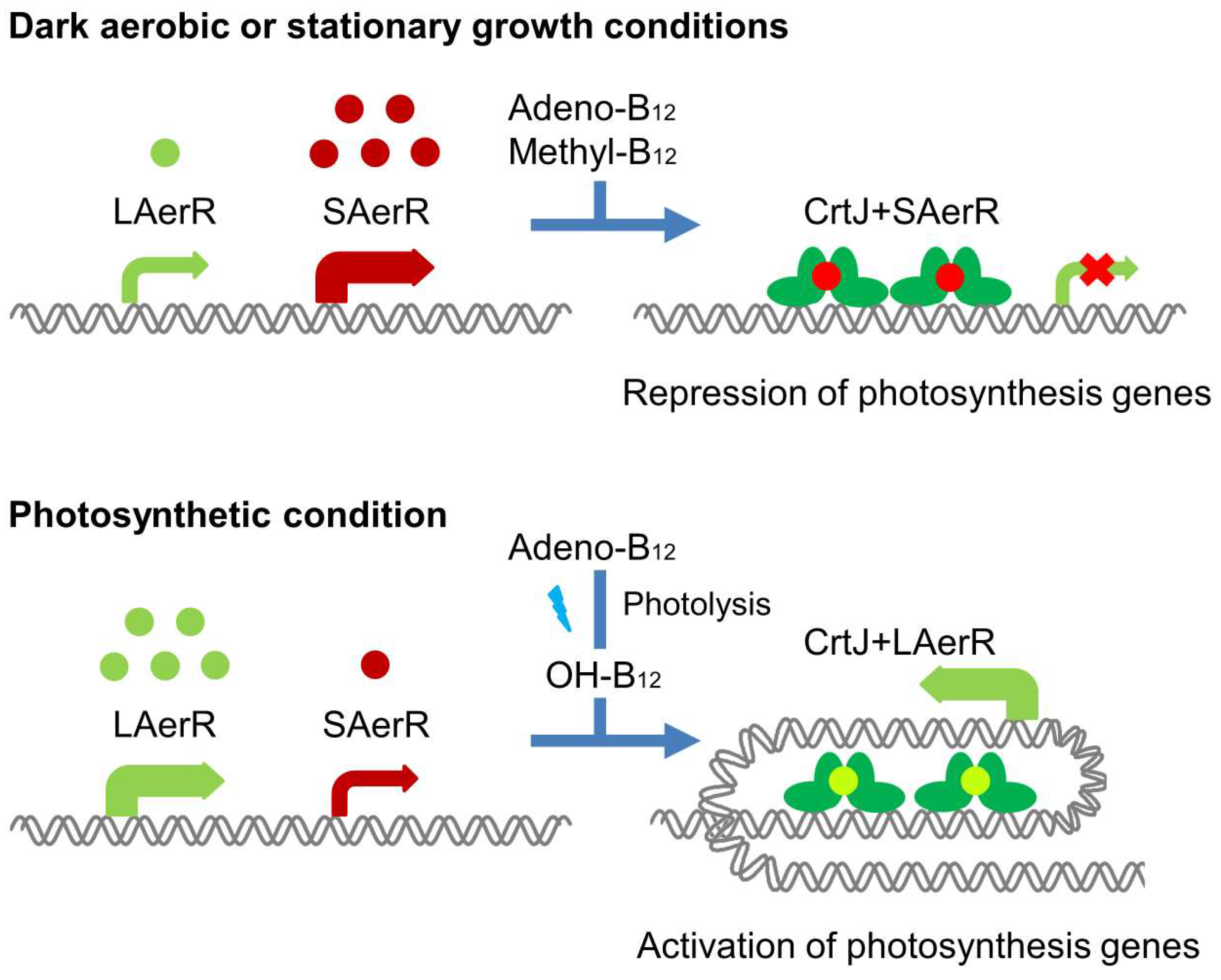 Microorganisms 10 00912 g001 Microorganisms 10 00912 g001