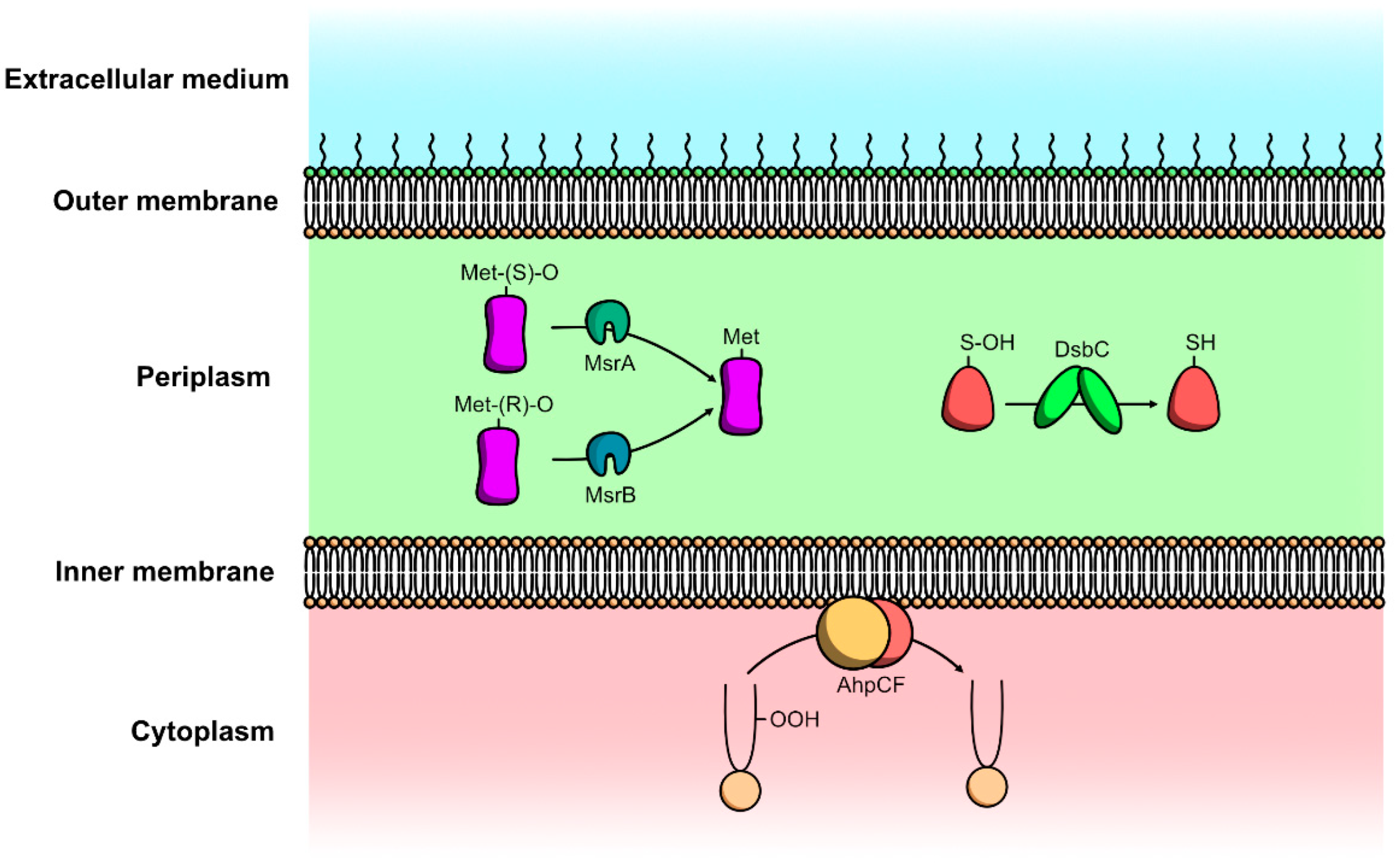 Microorganisms 10 00924 g003