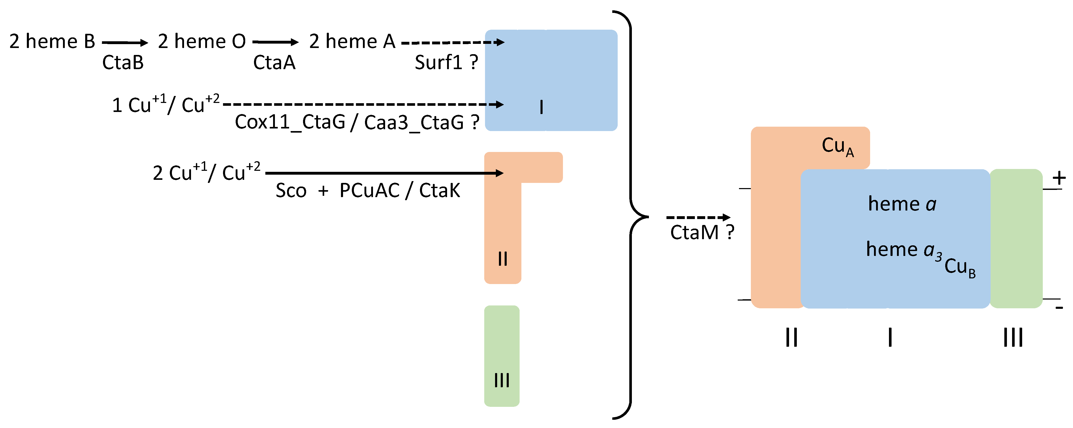 Microorganisms 10 00926 g001