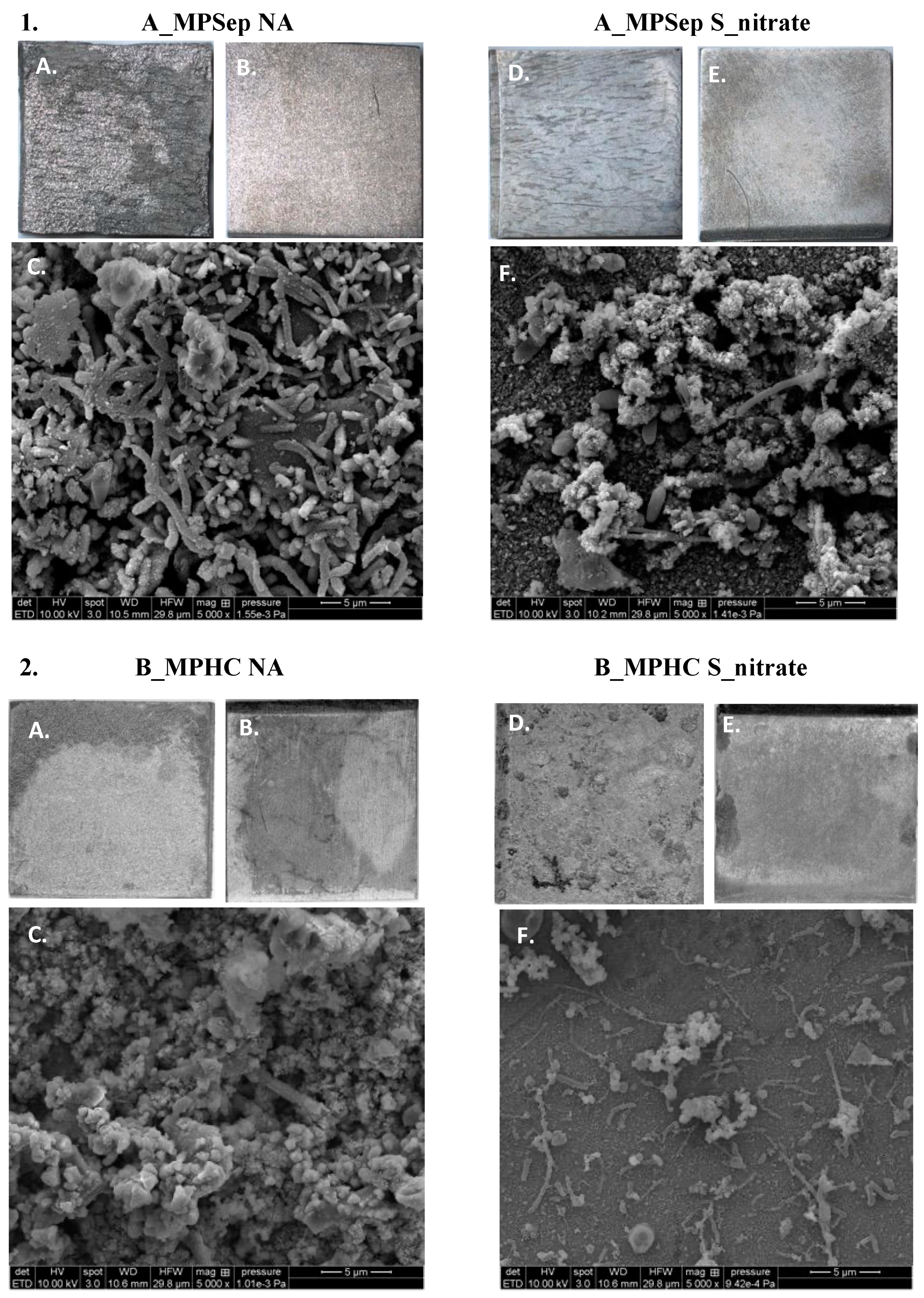 Microorganisms 10 00932 g007