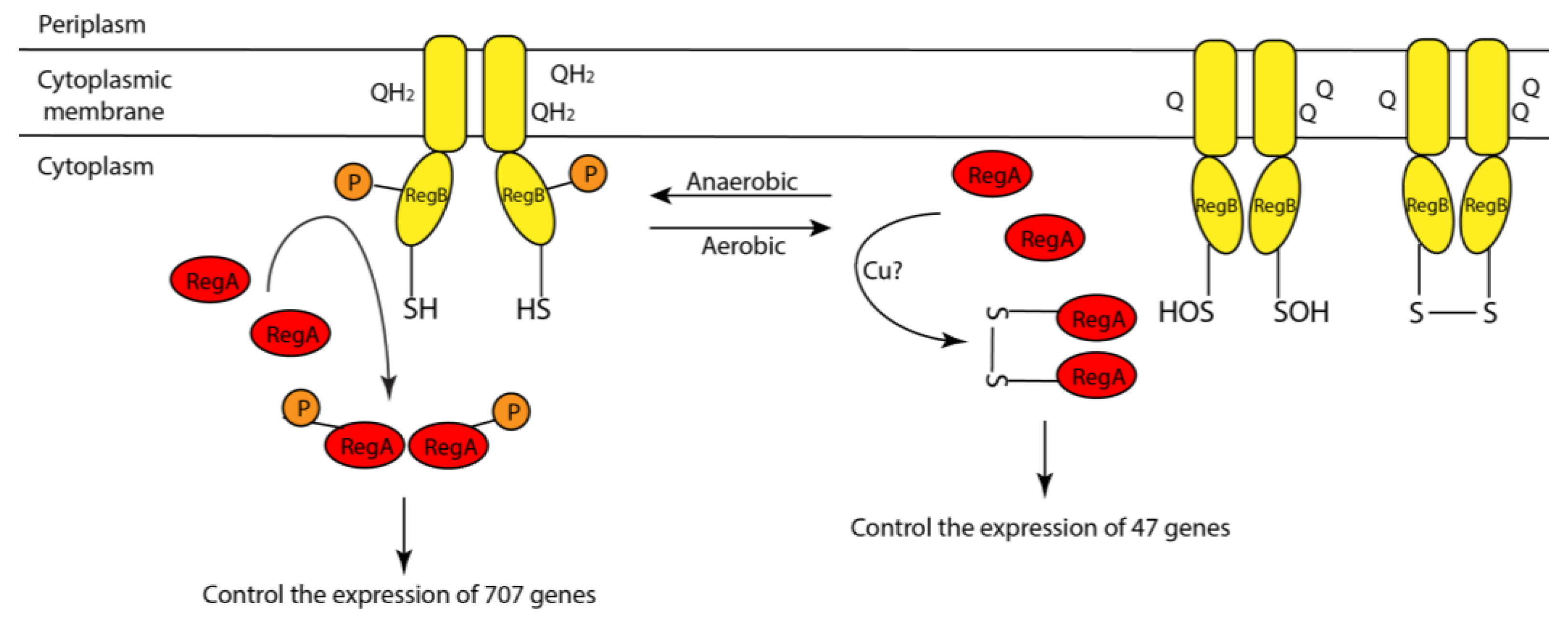 Microorganisms 10 00934 g009 Microorganisms 10 00934 g009