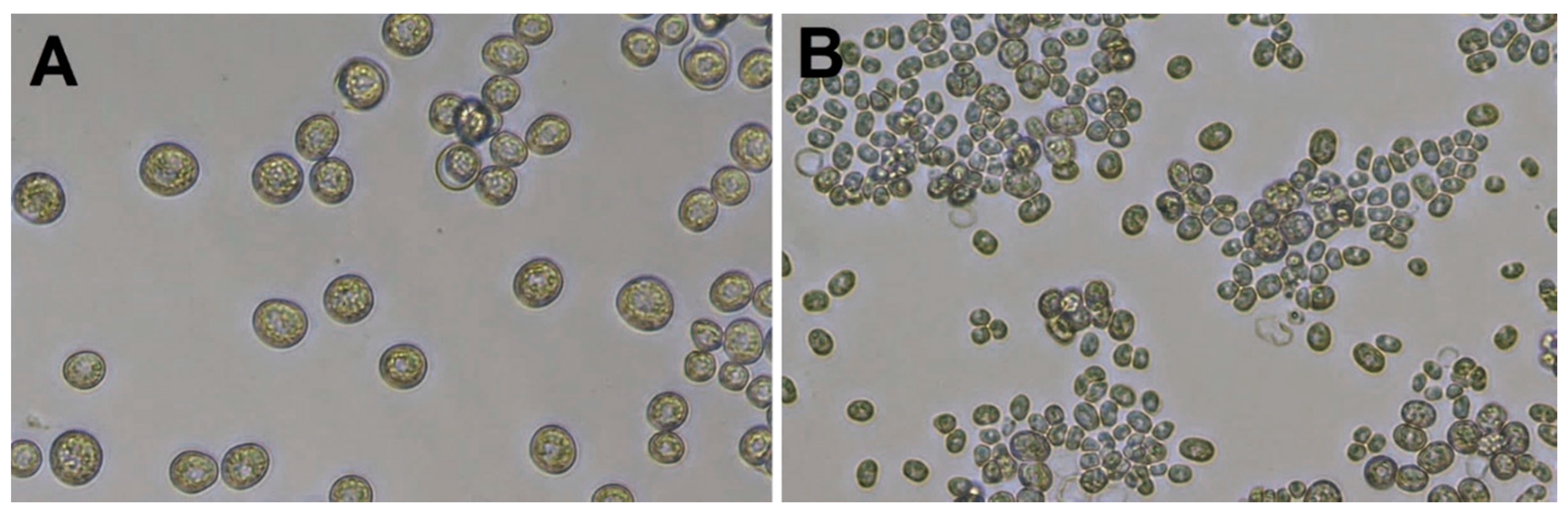 Microorganisms 10 00938 g001