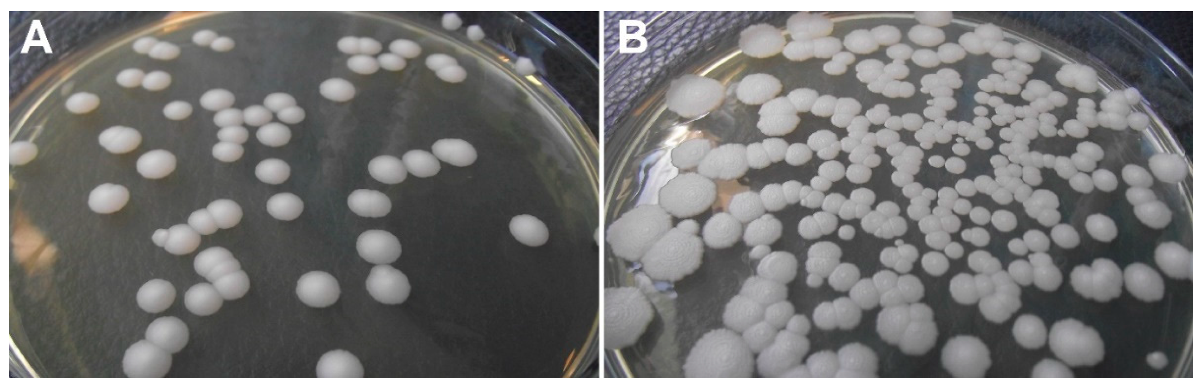 Microorganisms 10 00938 g002