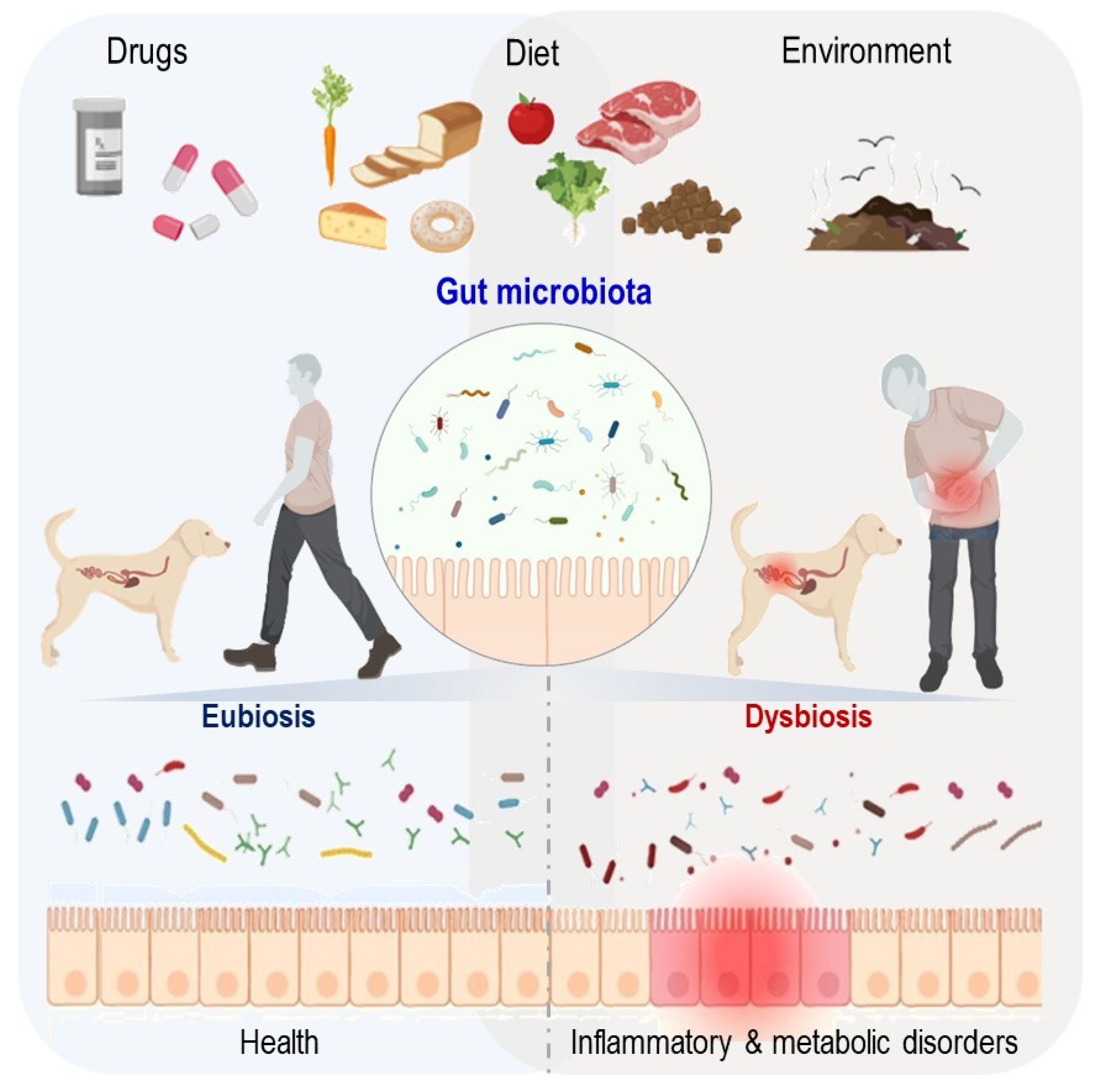 Microorganisms | Free Full-Text | Domestic Environment and Gut Microbiota:  Lessons from Pet Dogs