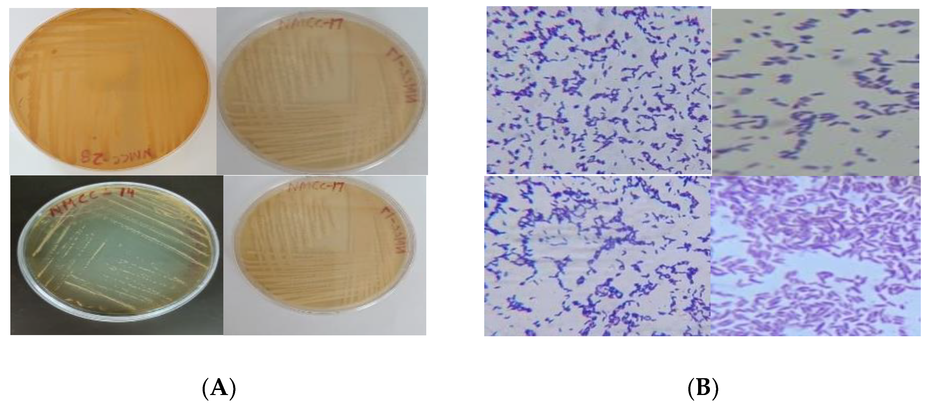 Microorganisms 10 00954 g001