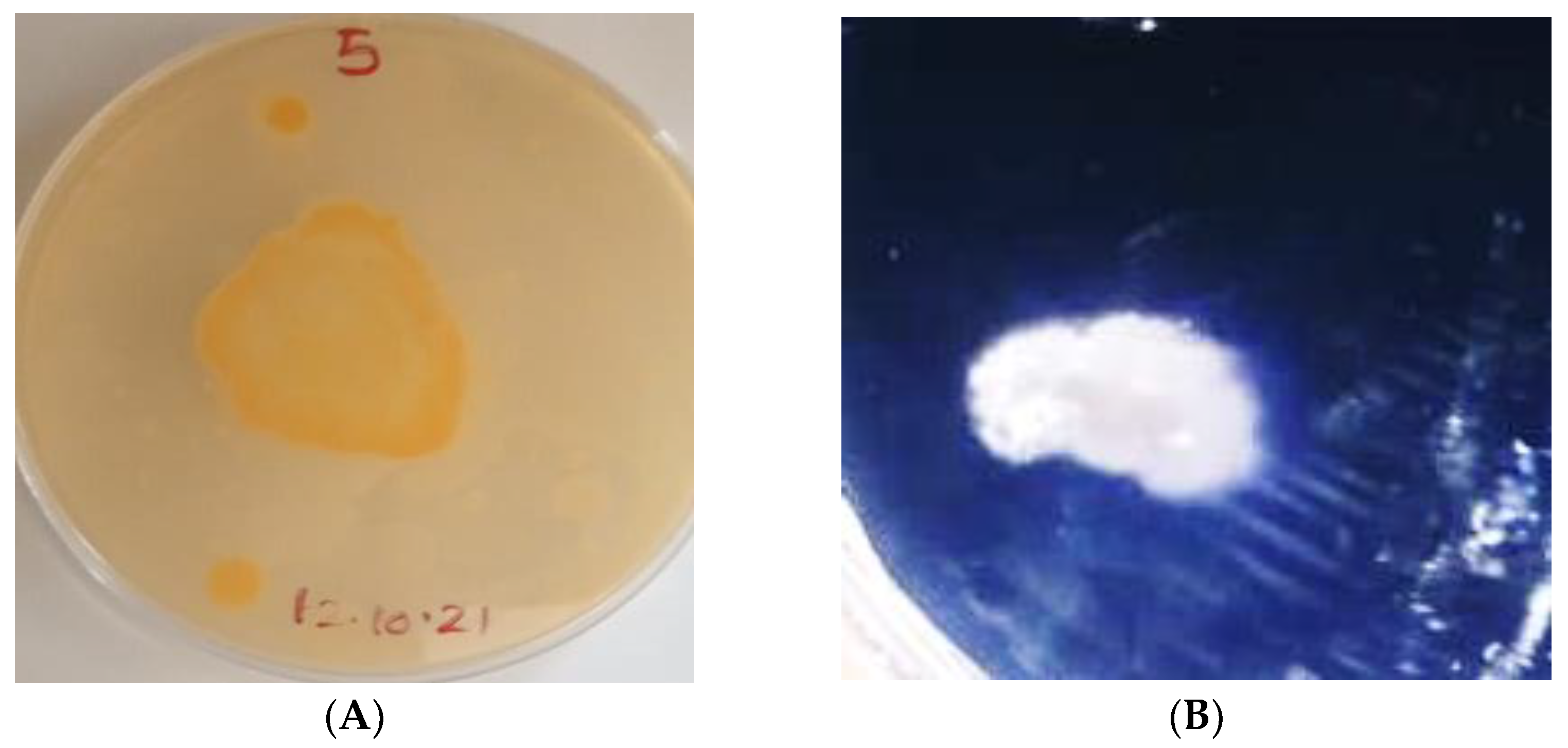 Microorganisms 10 00954 g005