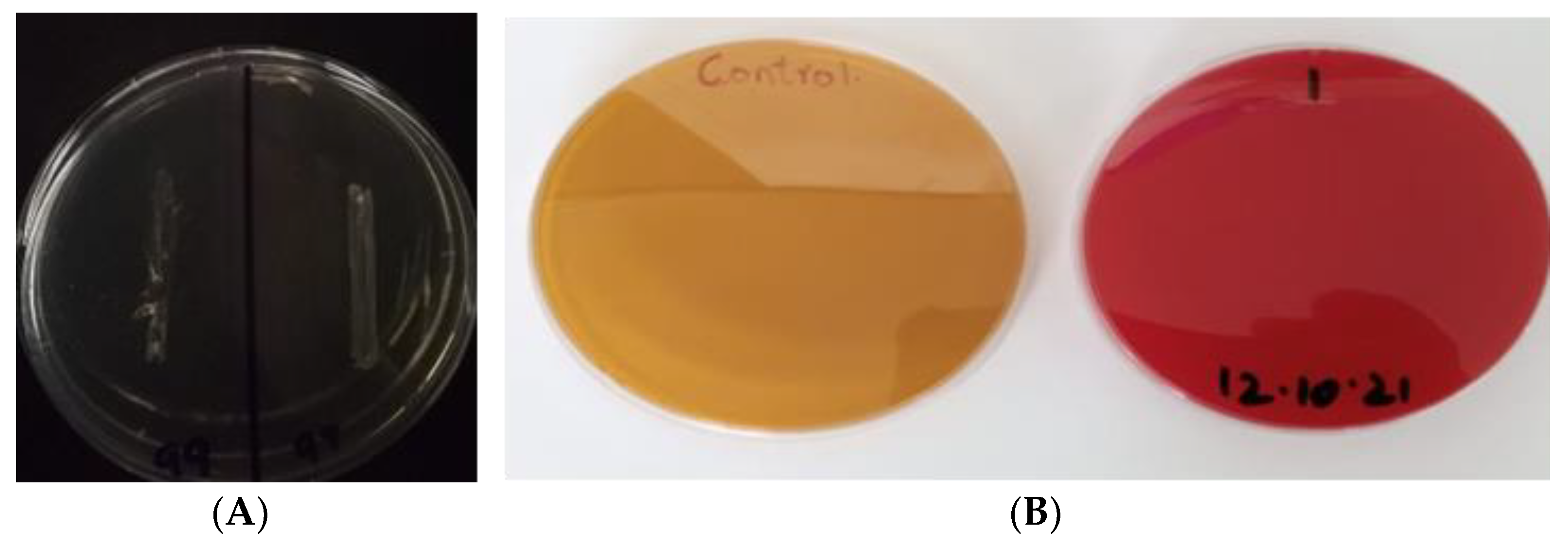 Microorganisms 10 00954 g006