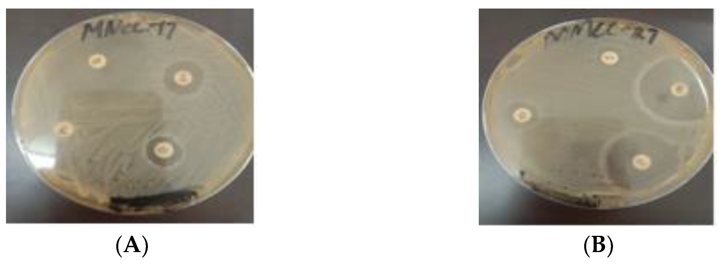 Microorganisms 10 00954 g007