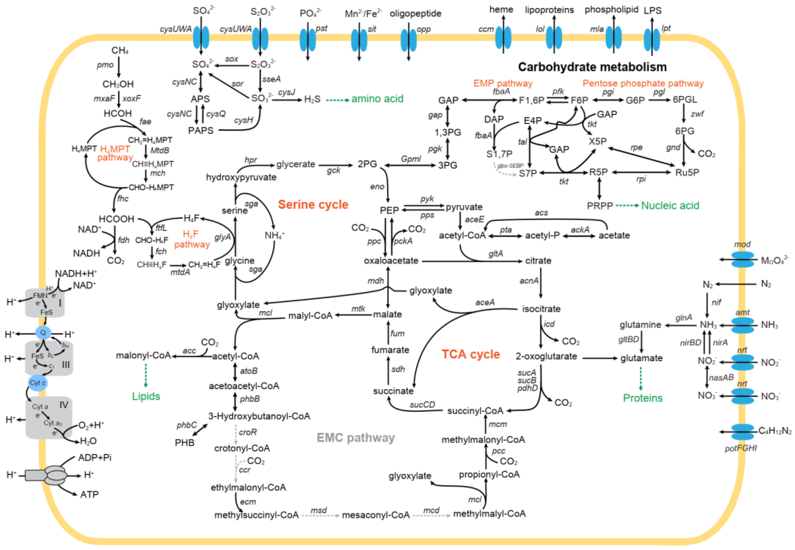 Microorganisms 10 00955 g006