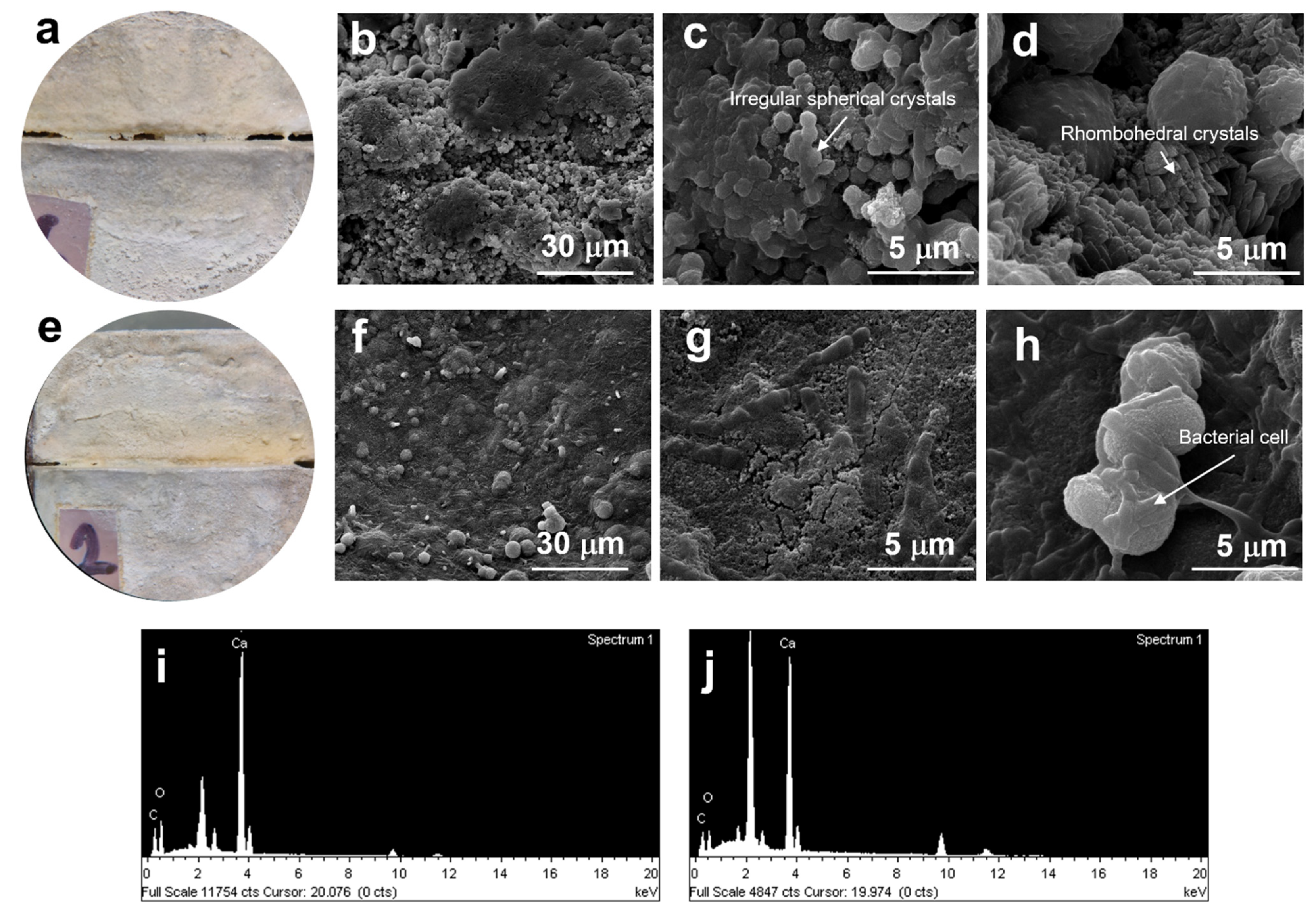 Microorganisms 10 00963 g007