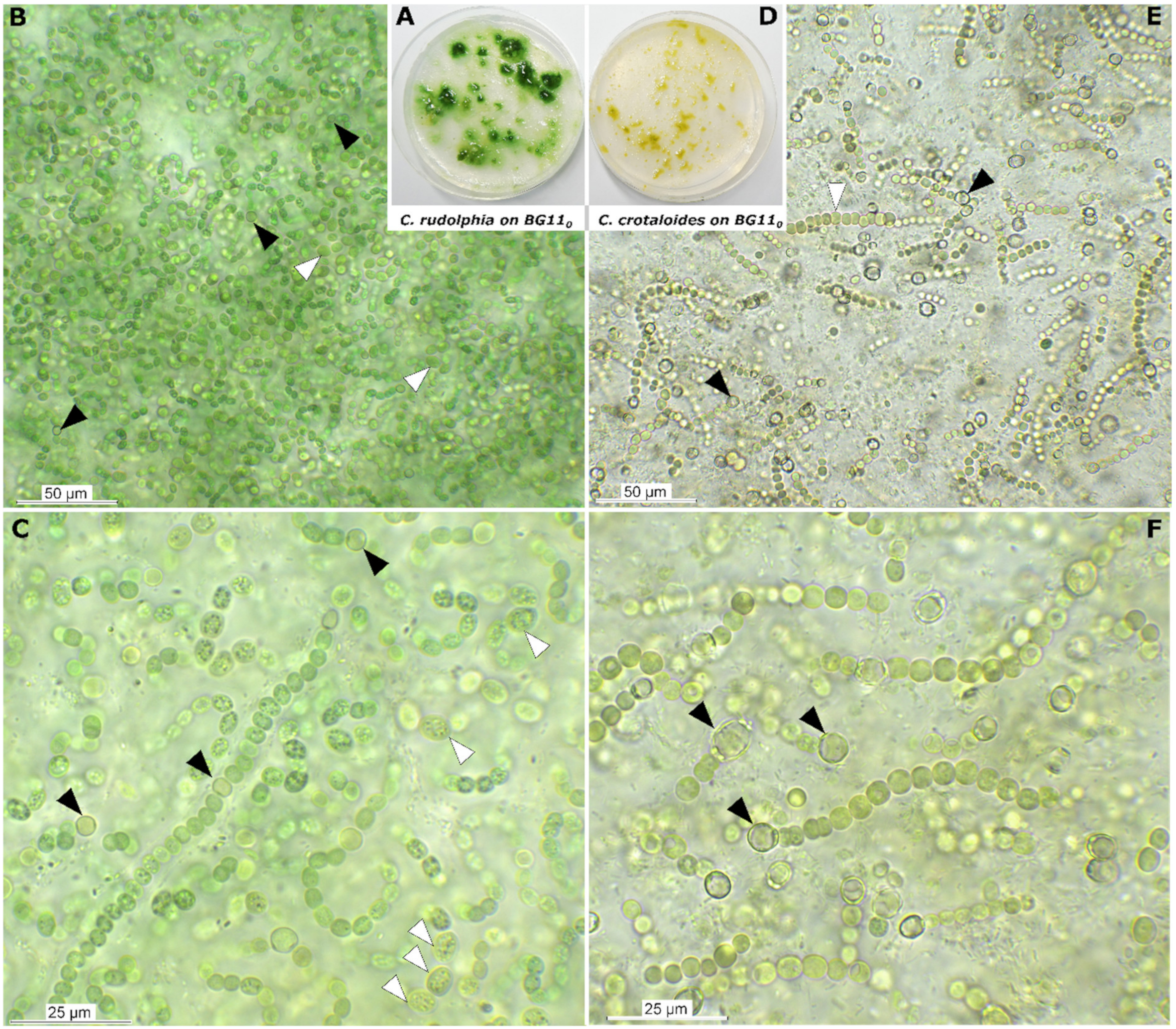 Microorganisms 10 00968 g004