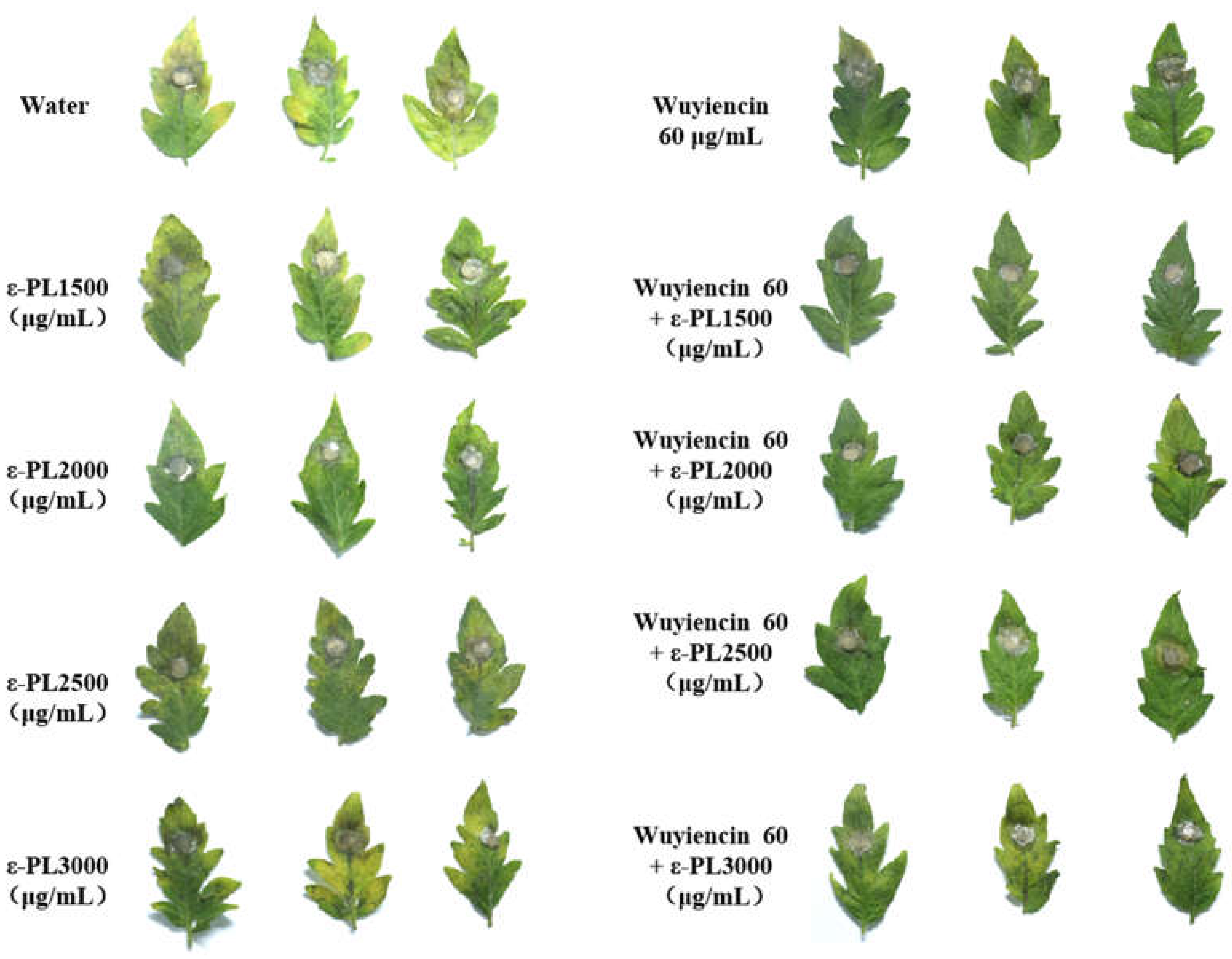 Microorganisms 10 00971 g005