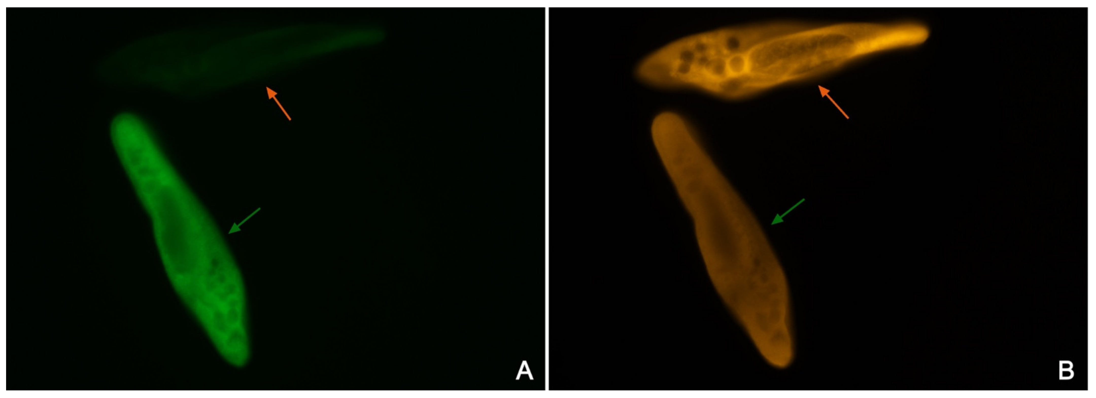Microorganisms 10 00974 g005 Microorganisms 10 00974 g005