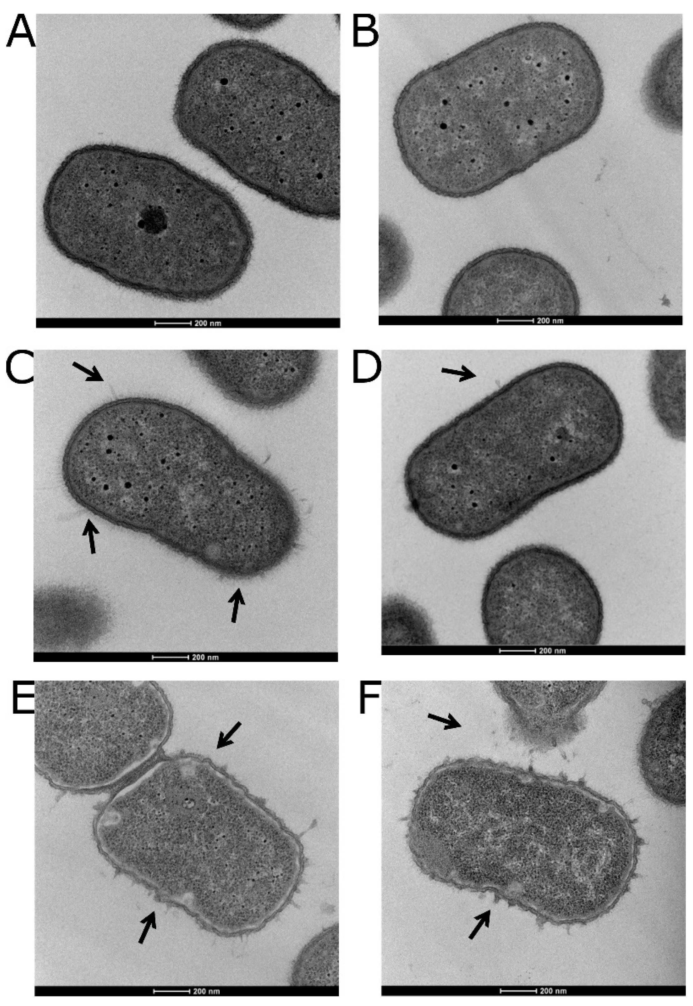 Microorganisms 10 00985 g003