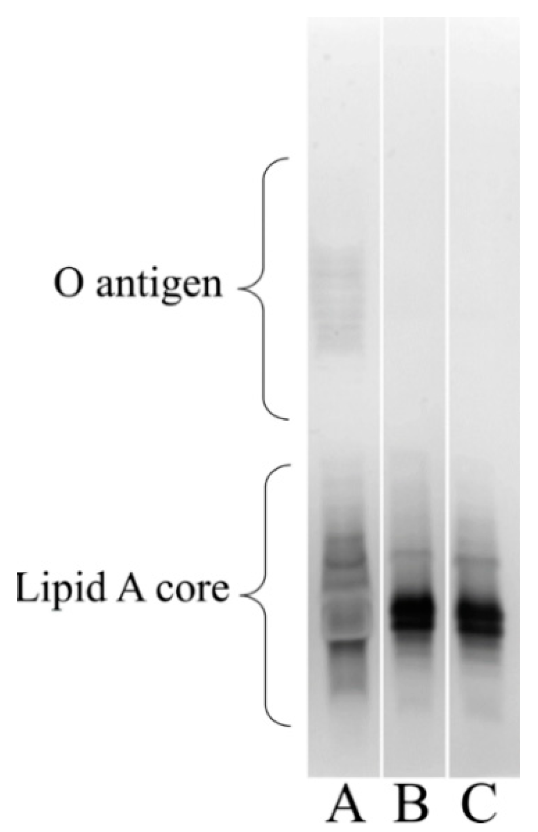 Microorganisms 10 00985 g004