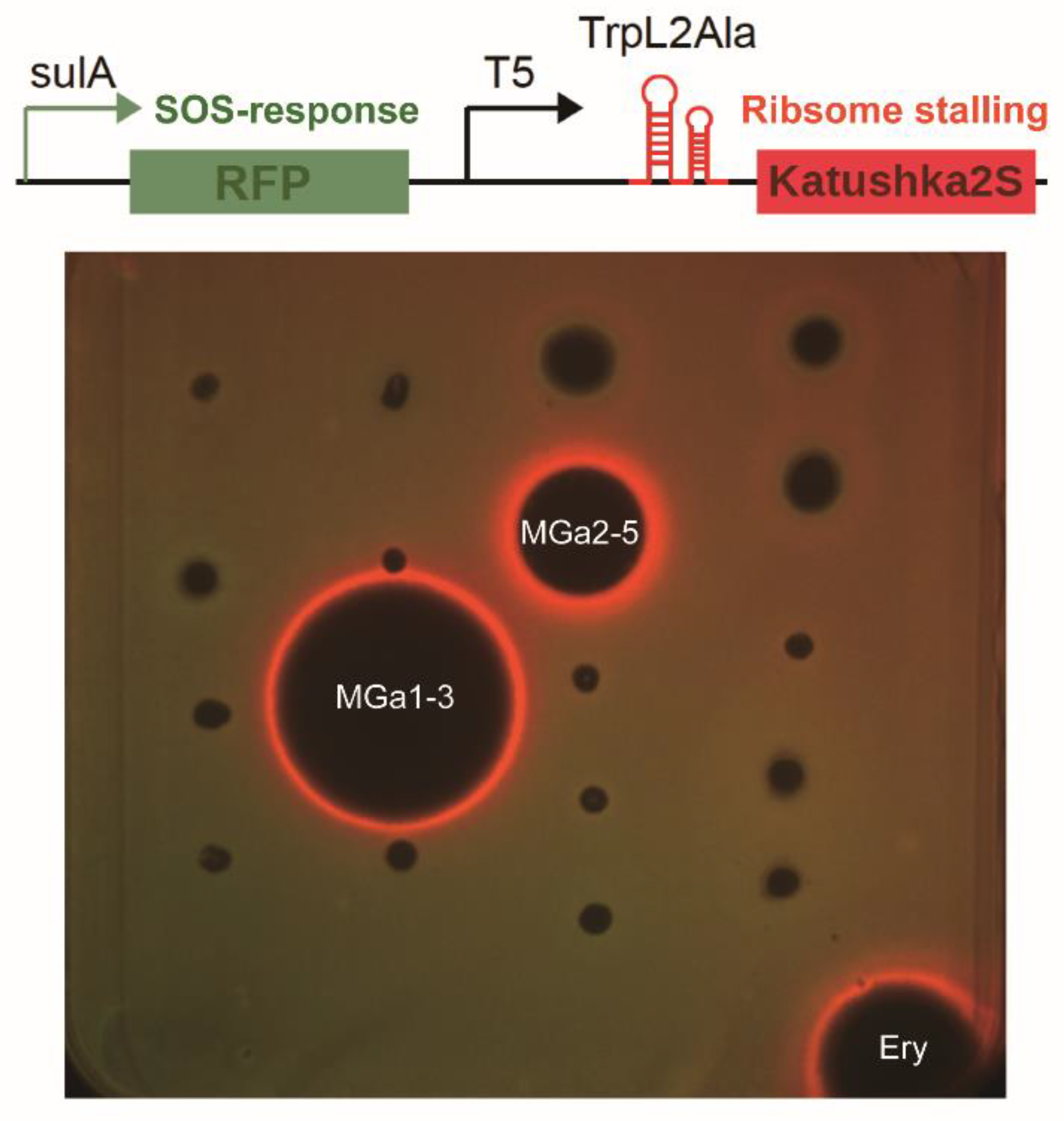 Microorganisms 10 00989 g004 Microorganisms 10 00989 g004