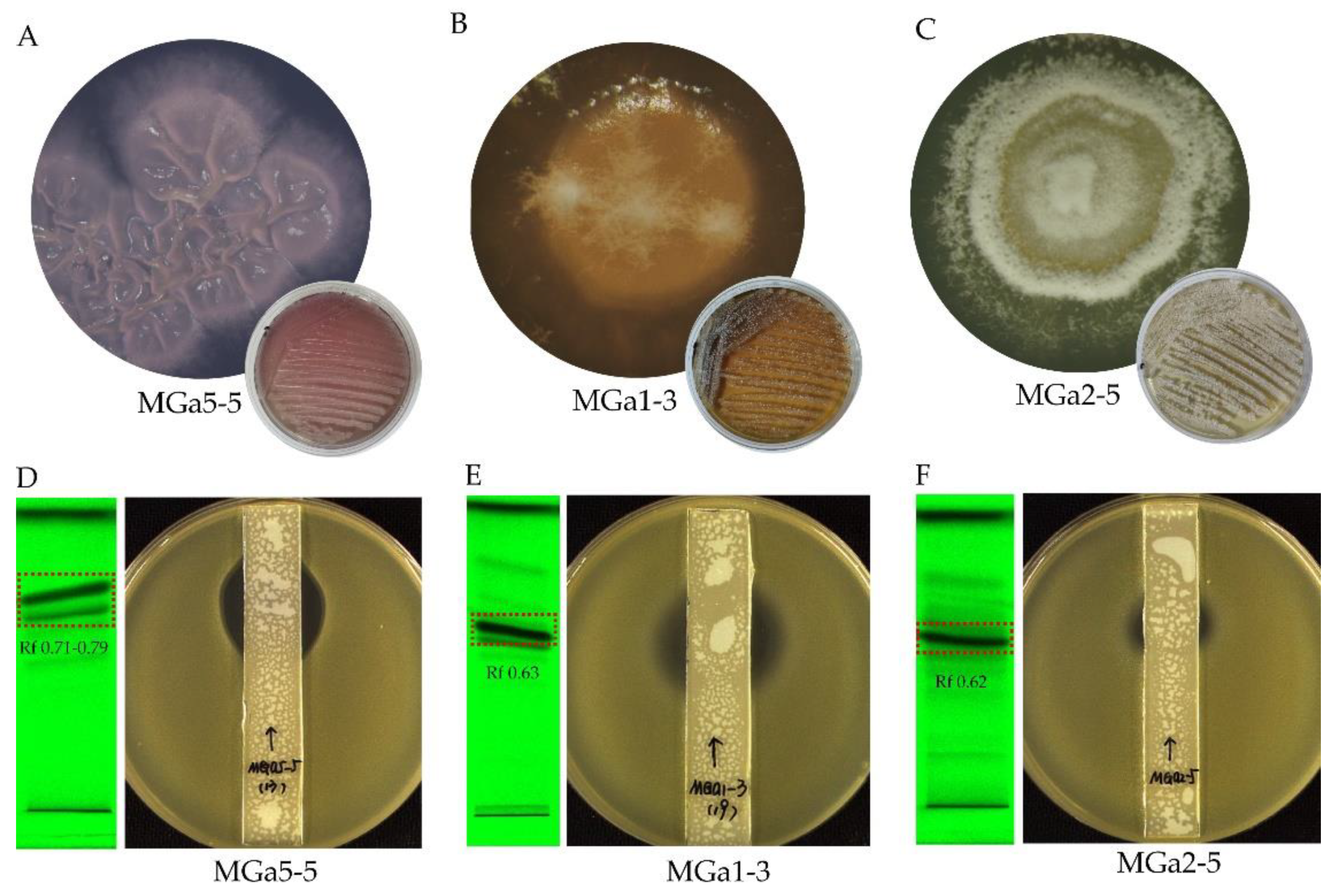 Microorganisms 10 00989 g005 Microorganisms 10 00989 g005