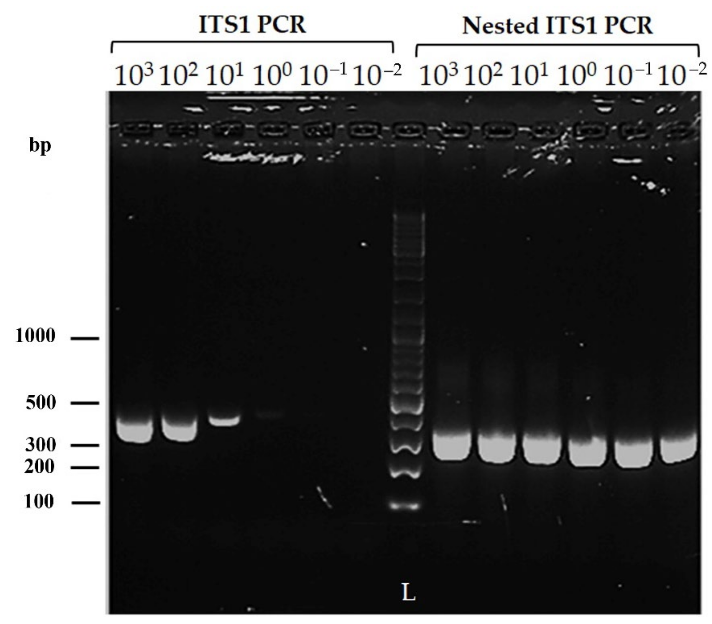 Microorganisms 10 00990 g002