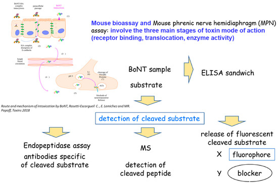 【裁断済】Botulinum toxin procedures Botulinum Neurotoxins (BoNTs) and Their Biological