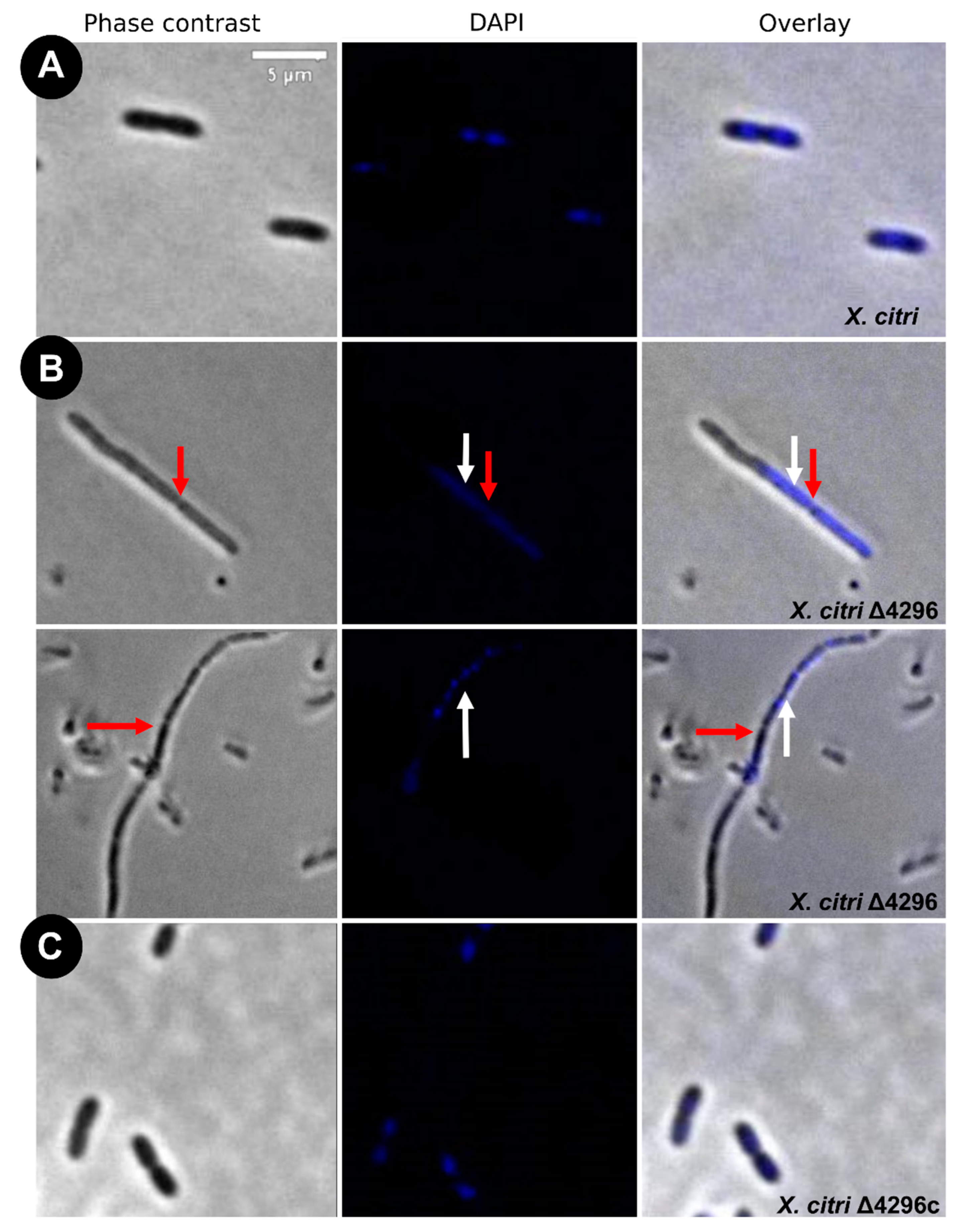 Microorganisms 10 01008 g003 Microorganisms 10 01008 g003