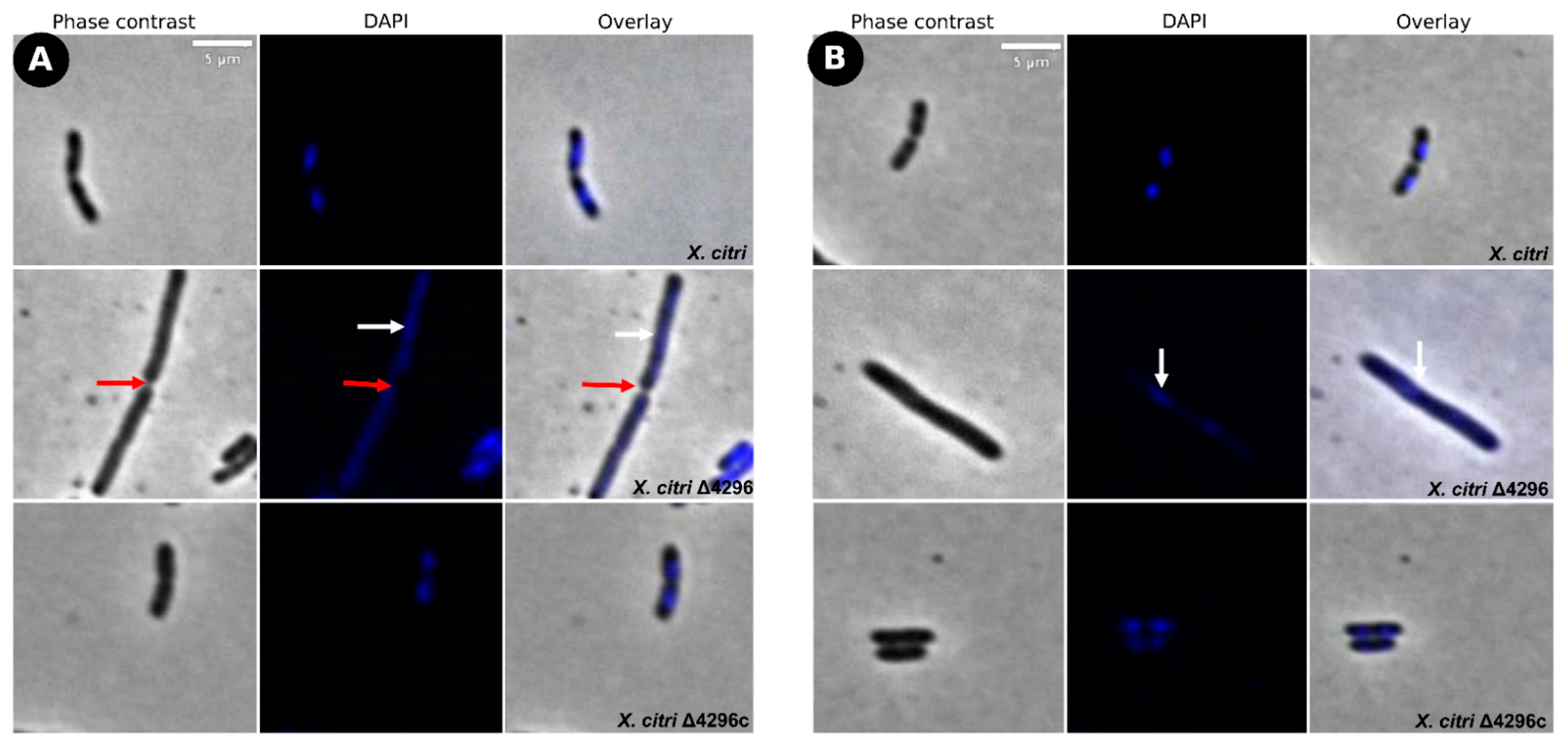 Microorganisms 10 01008 g005 Microorganisms 10 01008 g005