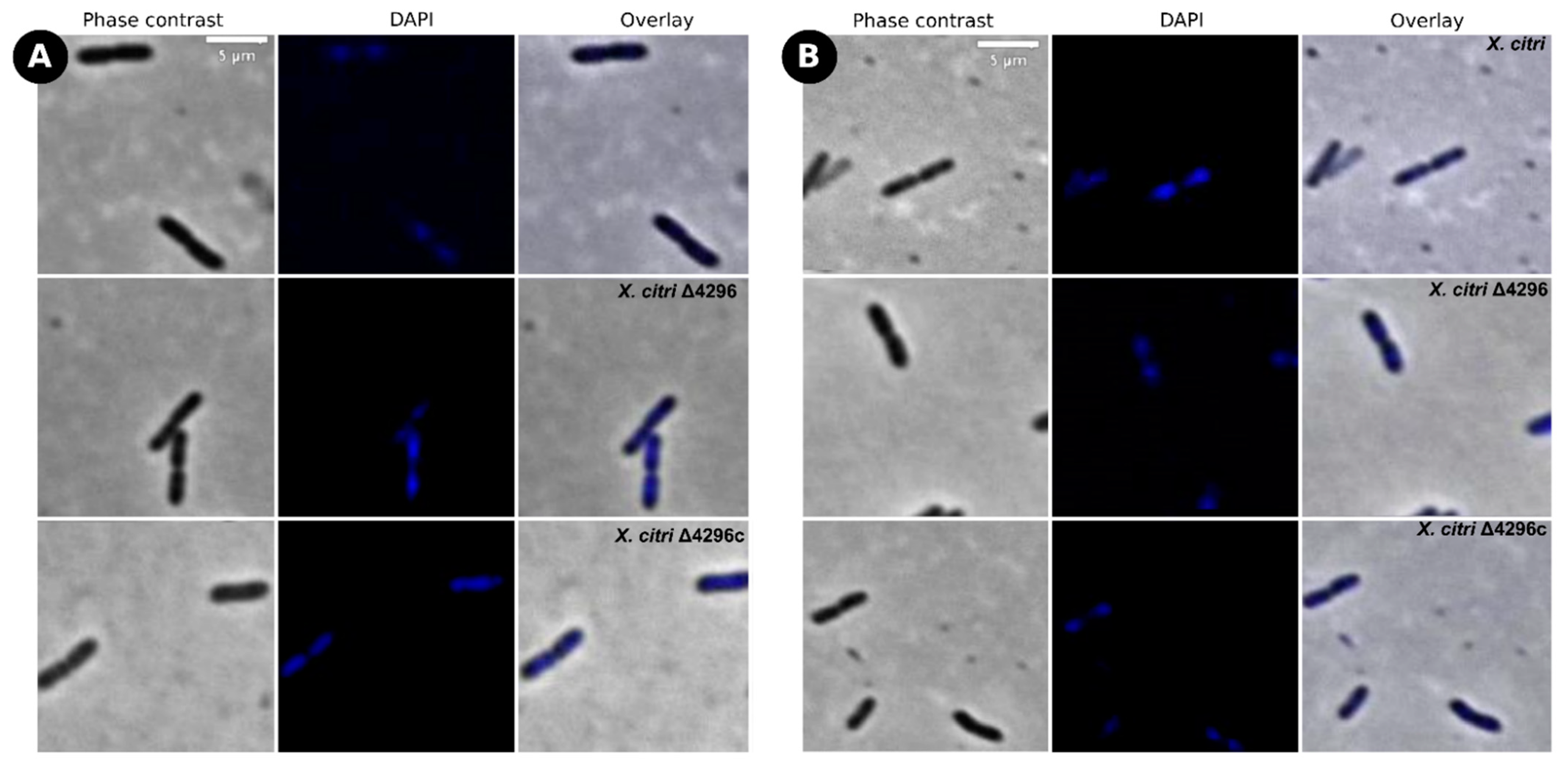 Microorganisms 10 01008 g006 Microorganisms 10 01008 g006
