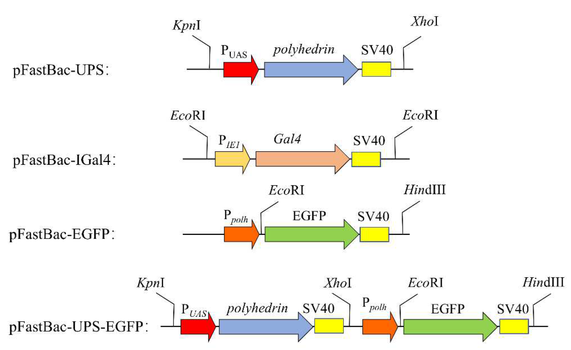 Microorganisms 10 01013 g001
