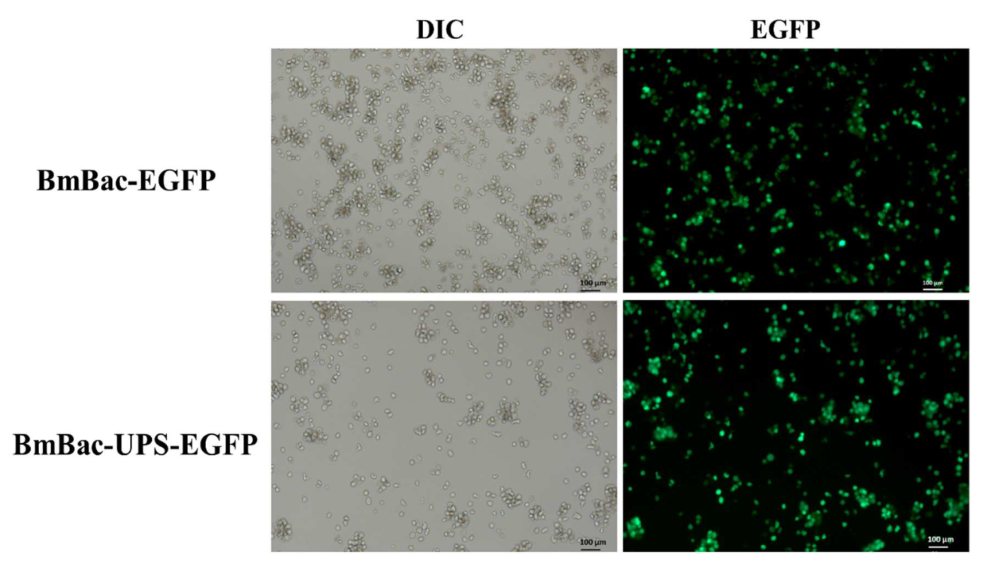 Microorganisms 10 01013 g003