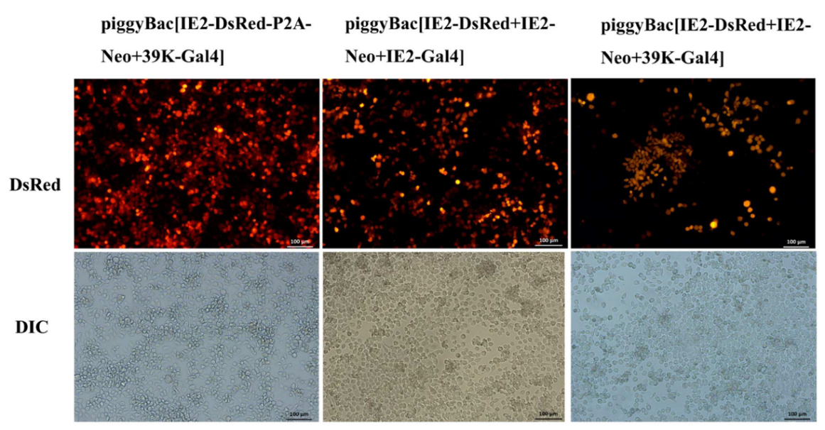 Microorganisms 10 01013 g005