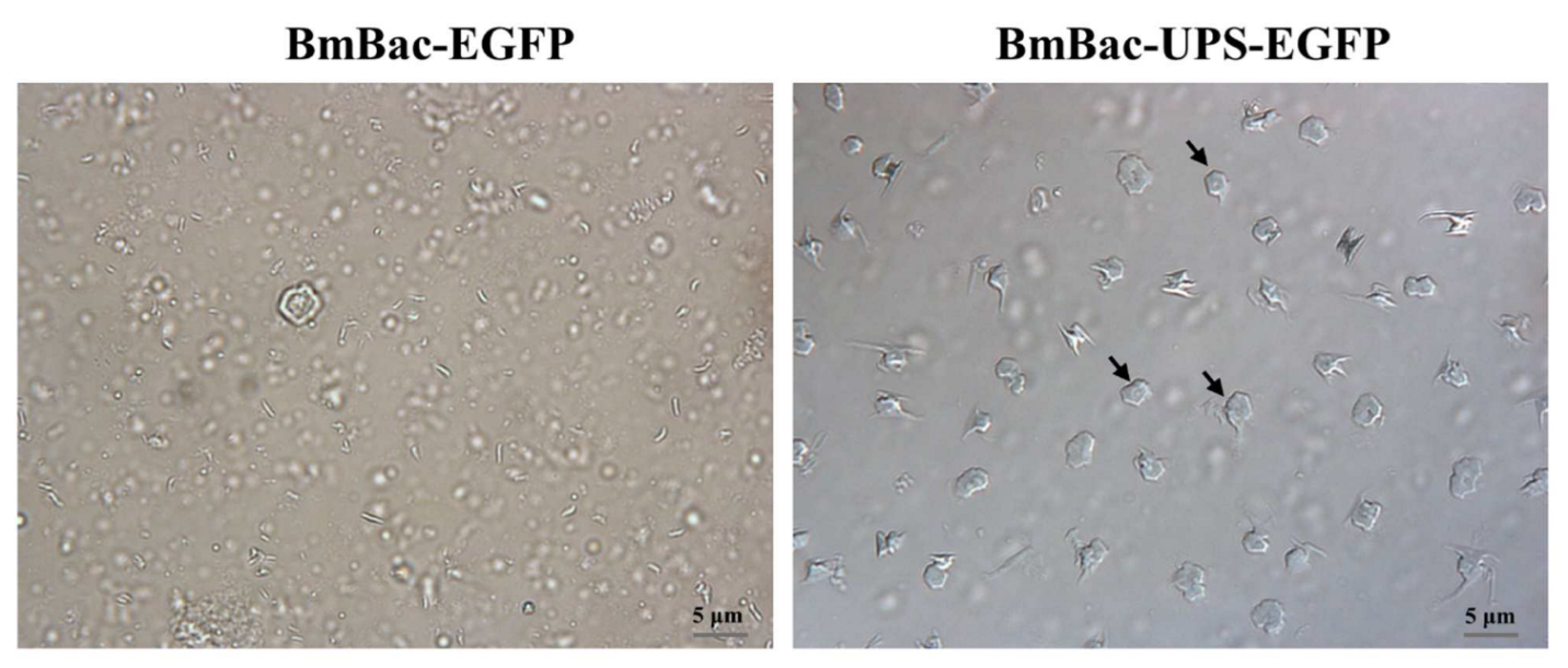 Microorganisms 10 01013 g006