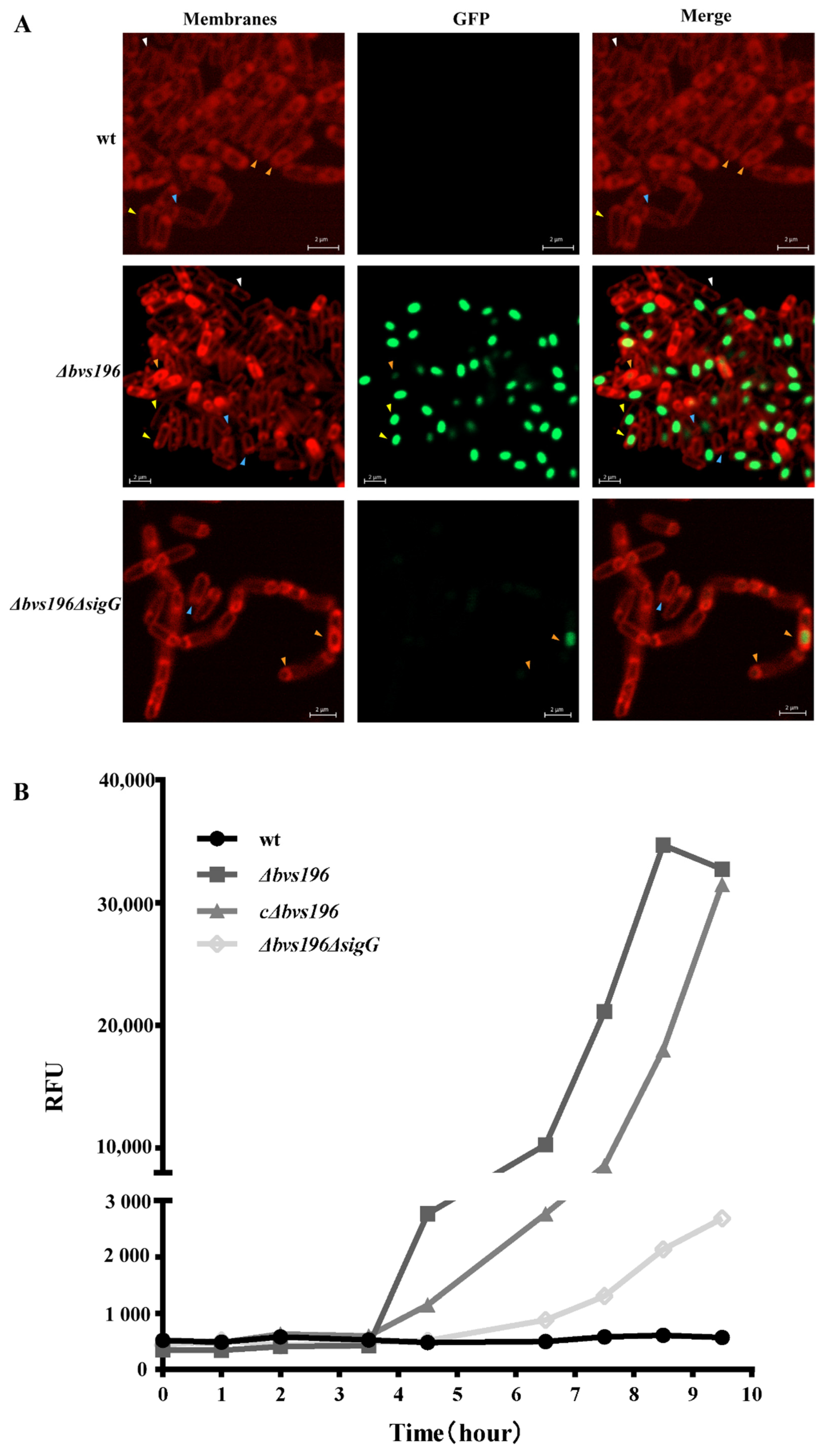 Microorganisms 10 01015 g003